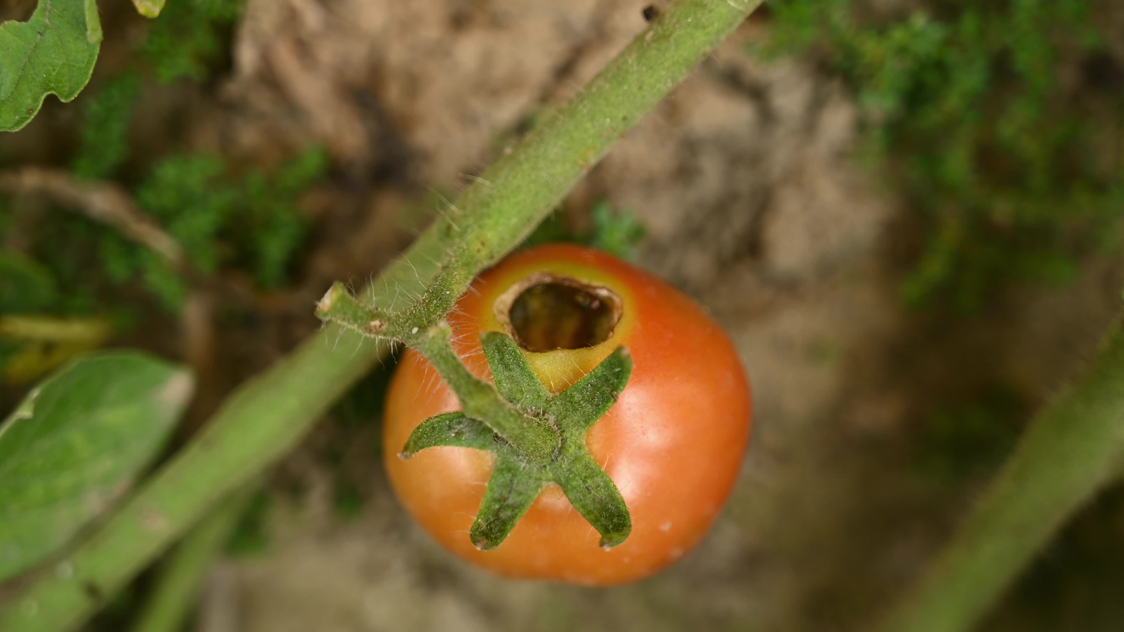 Tomato Cultivation - Solanum Lycopersicum - Agricultural Pest