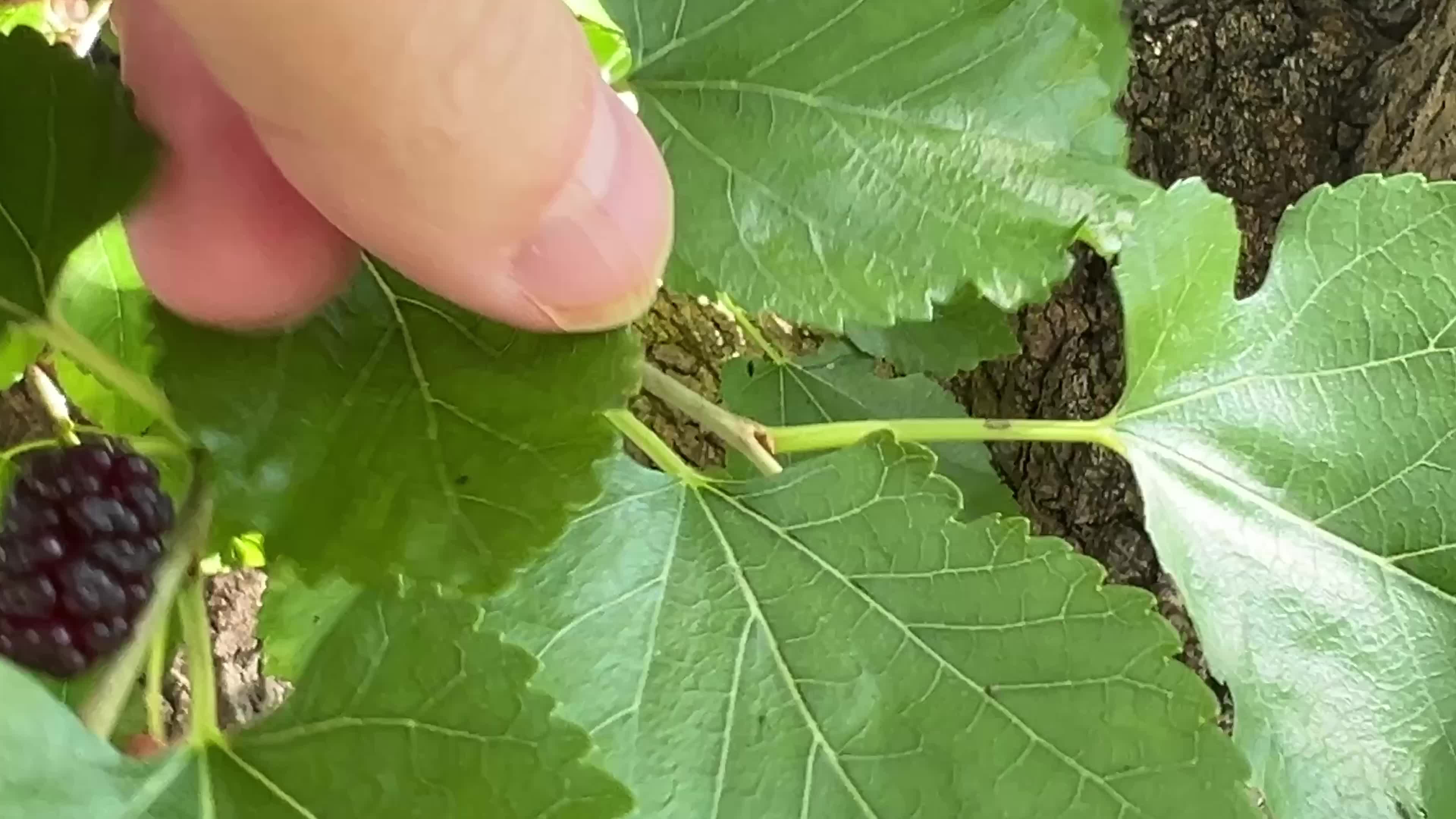 Mulberries