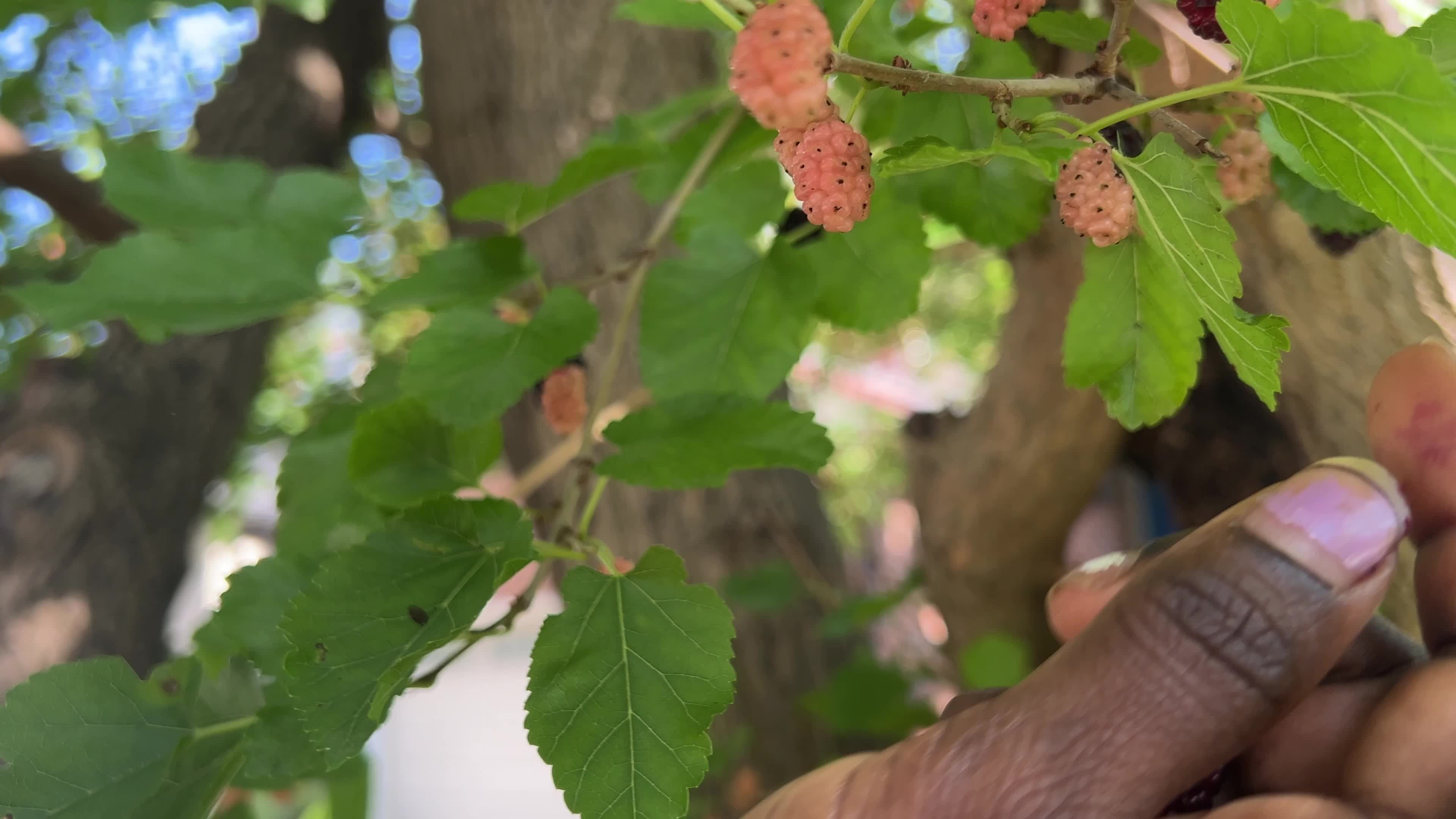 Mulberries