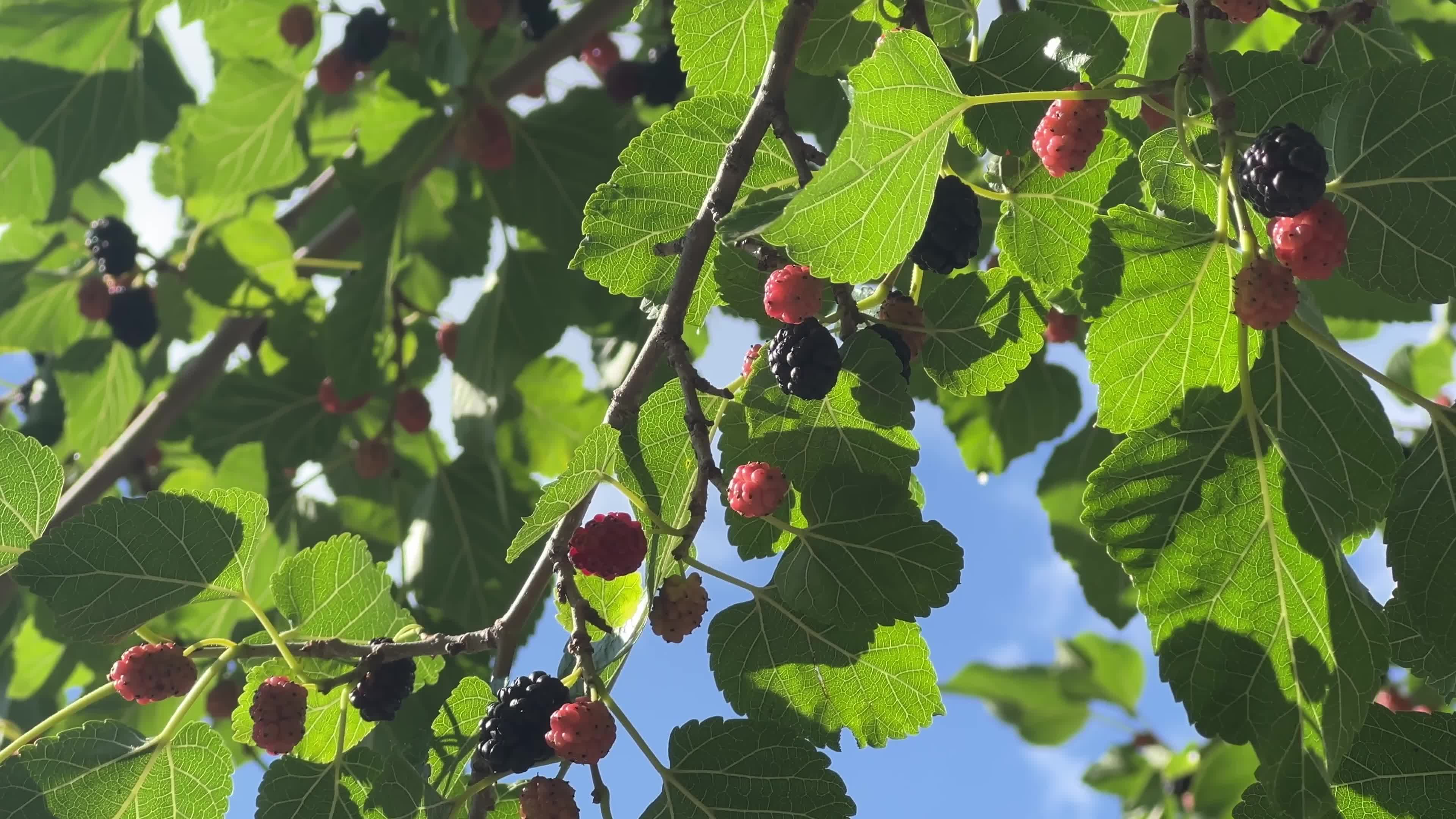 Mulberries