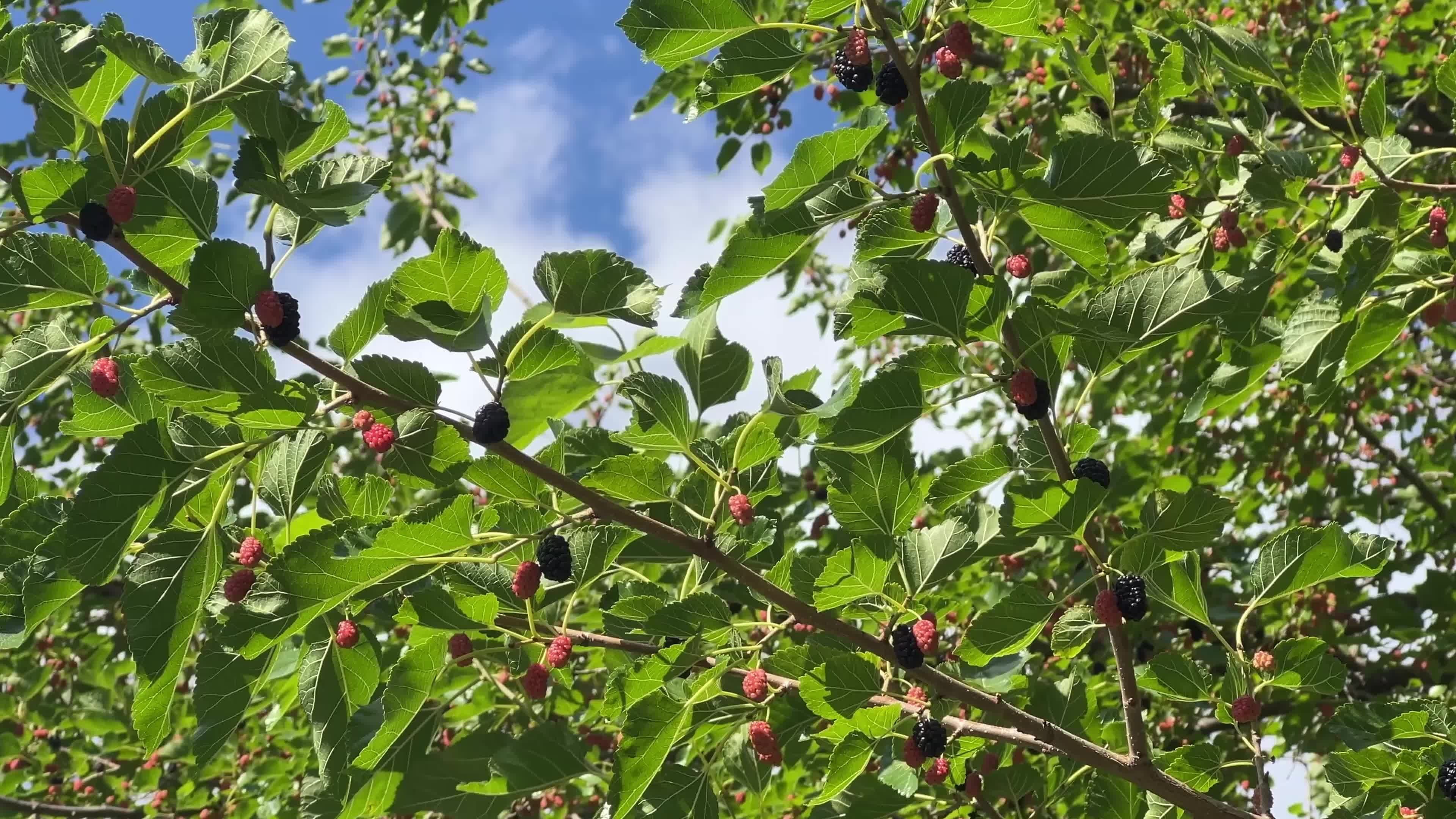 Mulberries