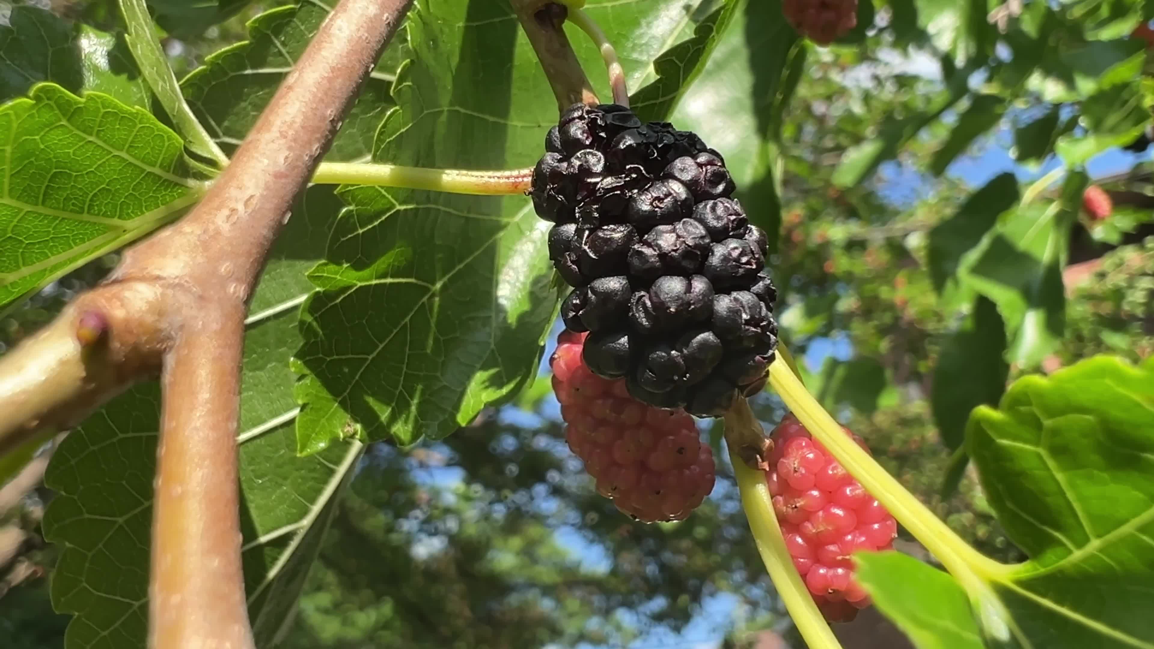 Mulberries