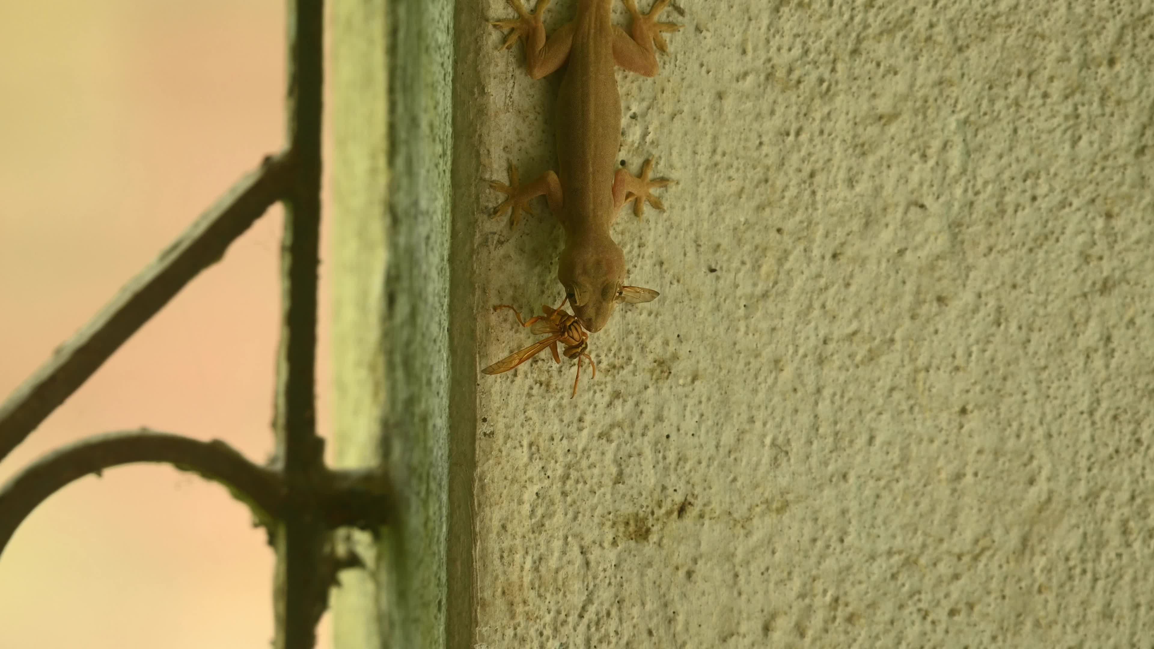 A House Gecko Hunting An Indian Yellow Paper Wasp - Hemidactylus Frenatus - Polistes Olivaceus - Rare Encounter - Animal India