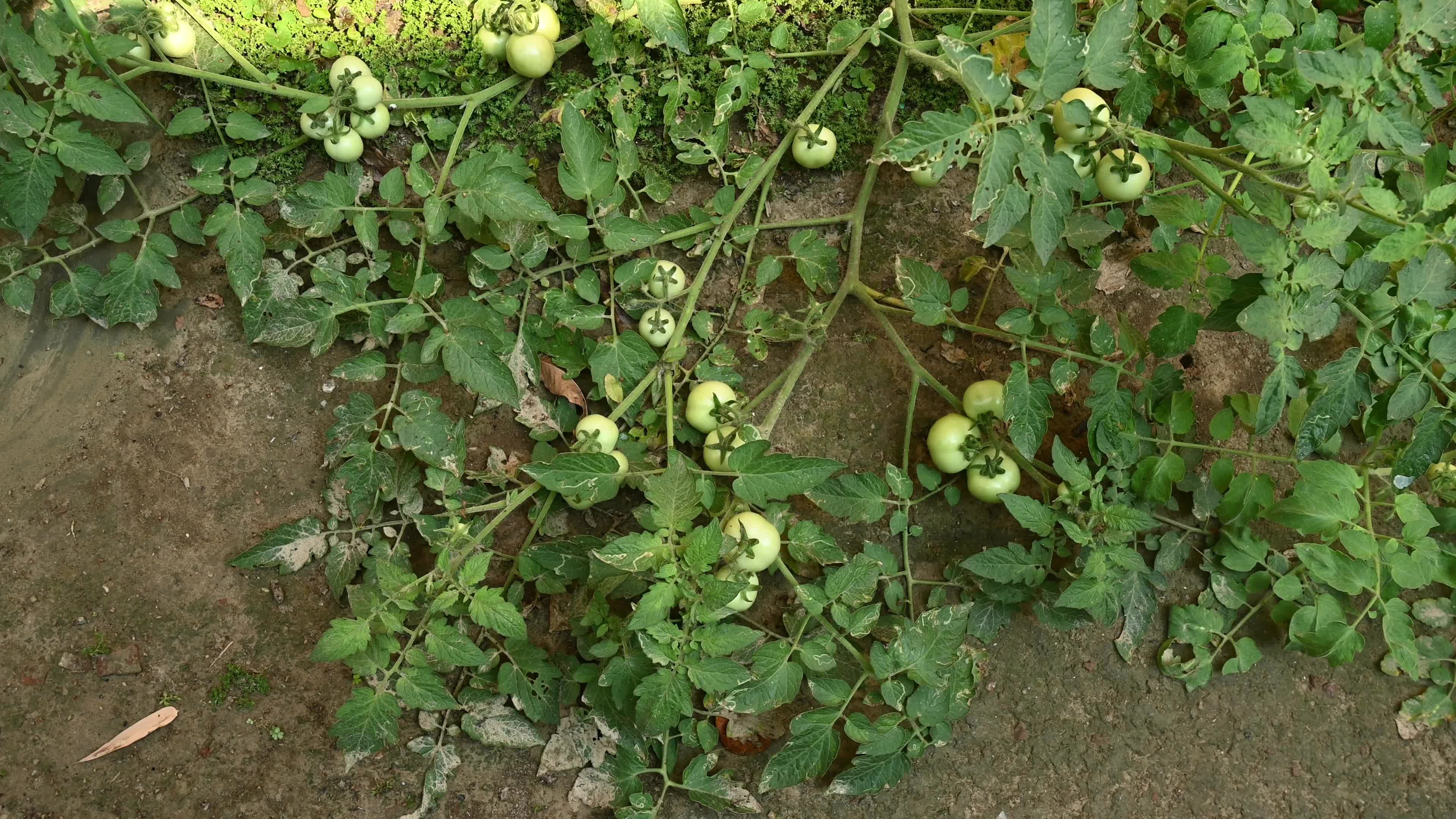 Tomato Cultivation - Solanum Lycopersicum - Agricultural Pest