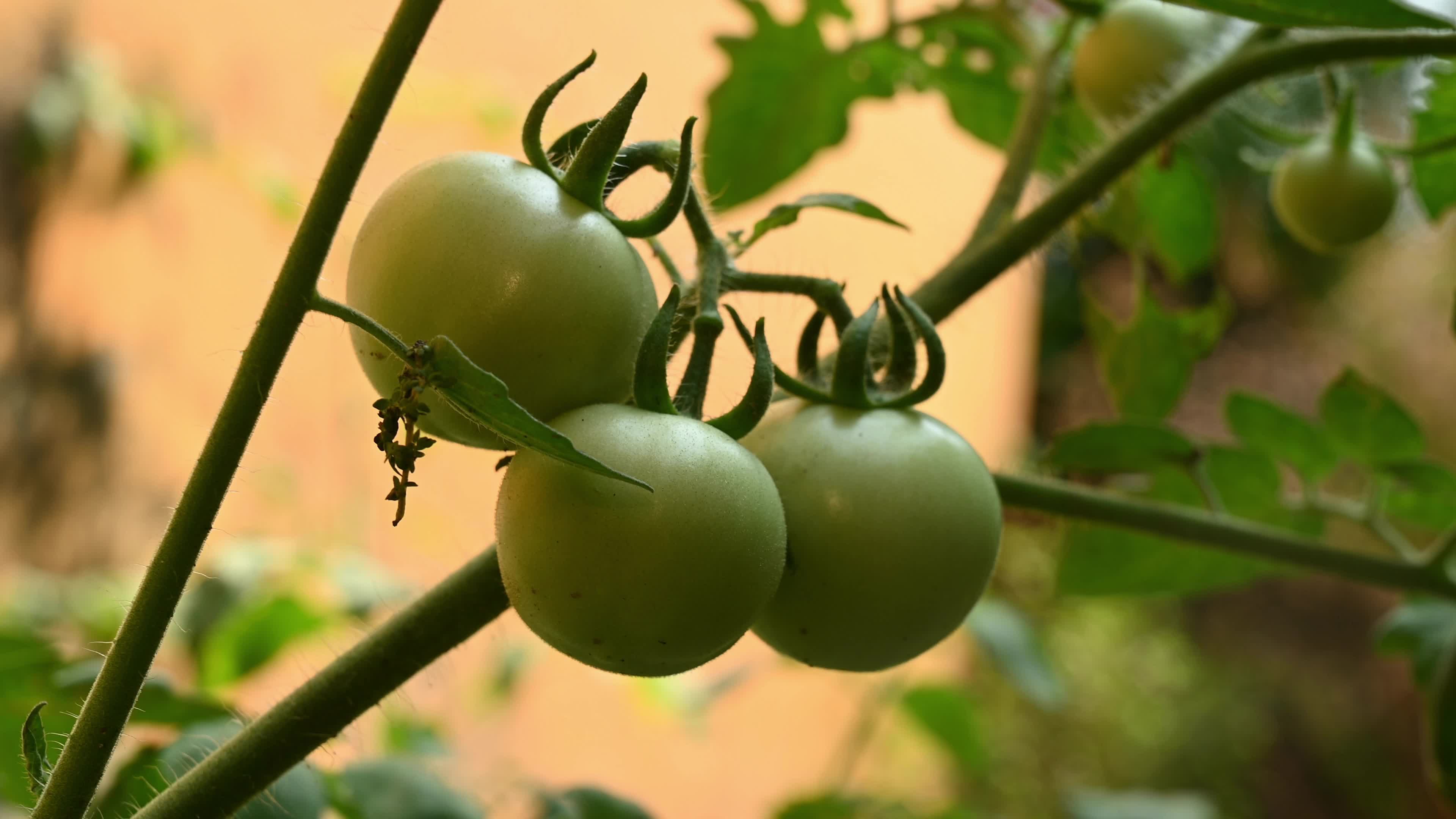 Tomato Cultivation - Solanum Lycopersicum - Agricultural Pest
