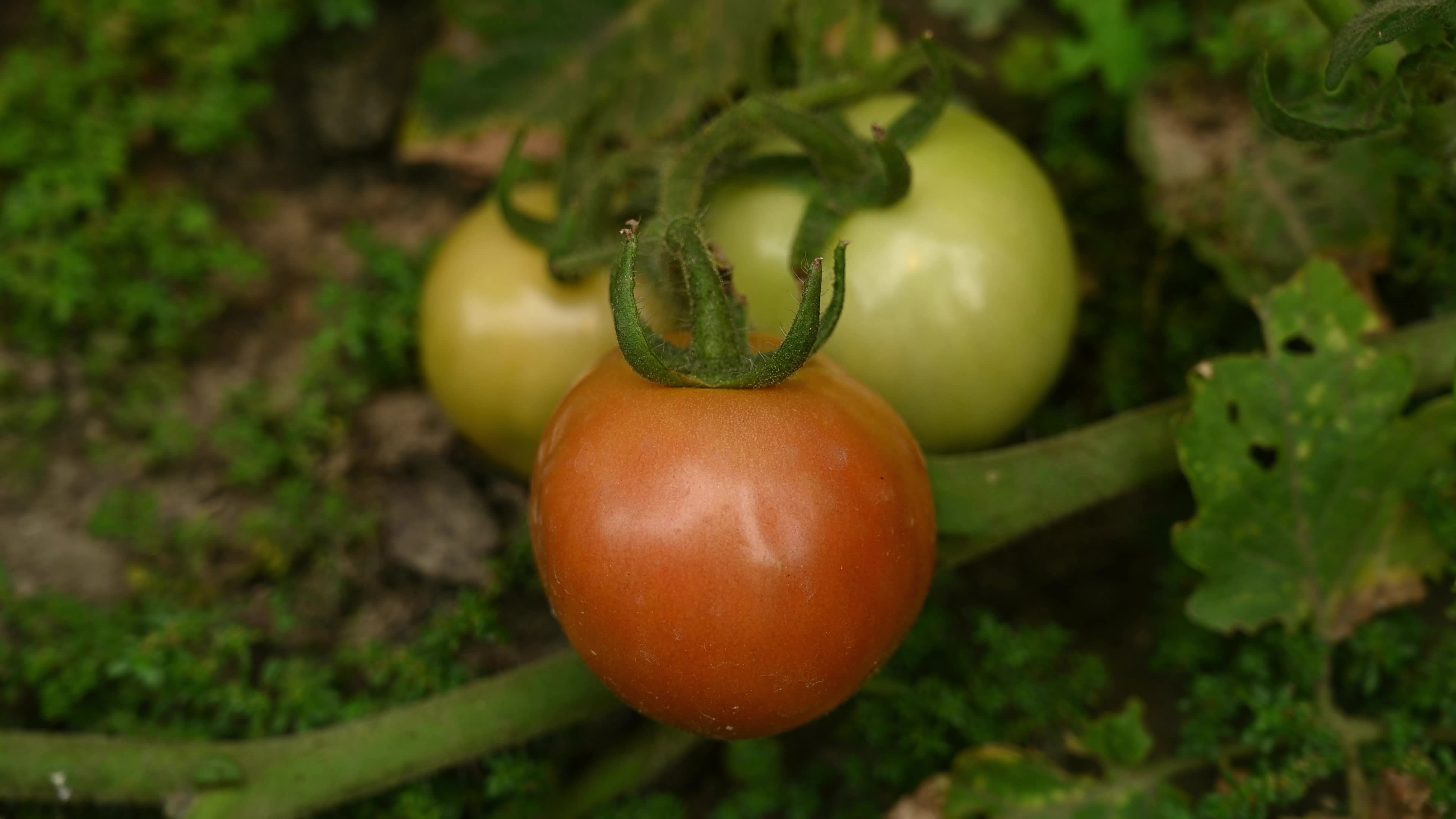 Tomato Cultivation - Solanum Lycopersicum - Agricultural Pest