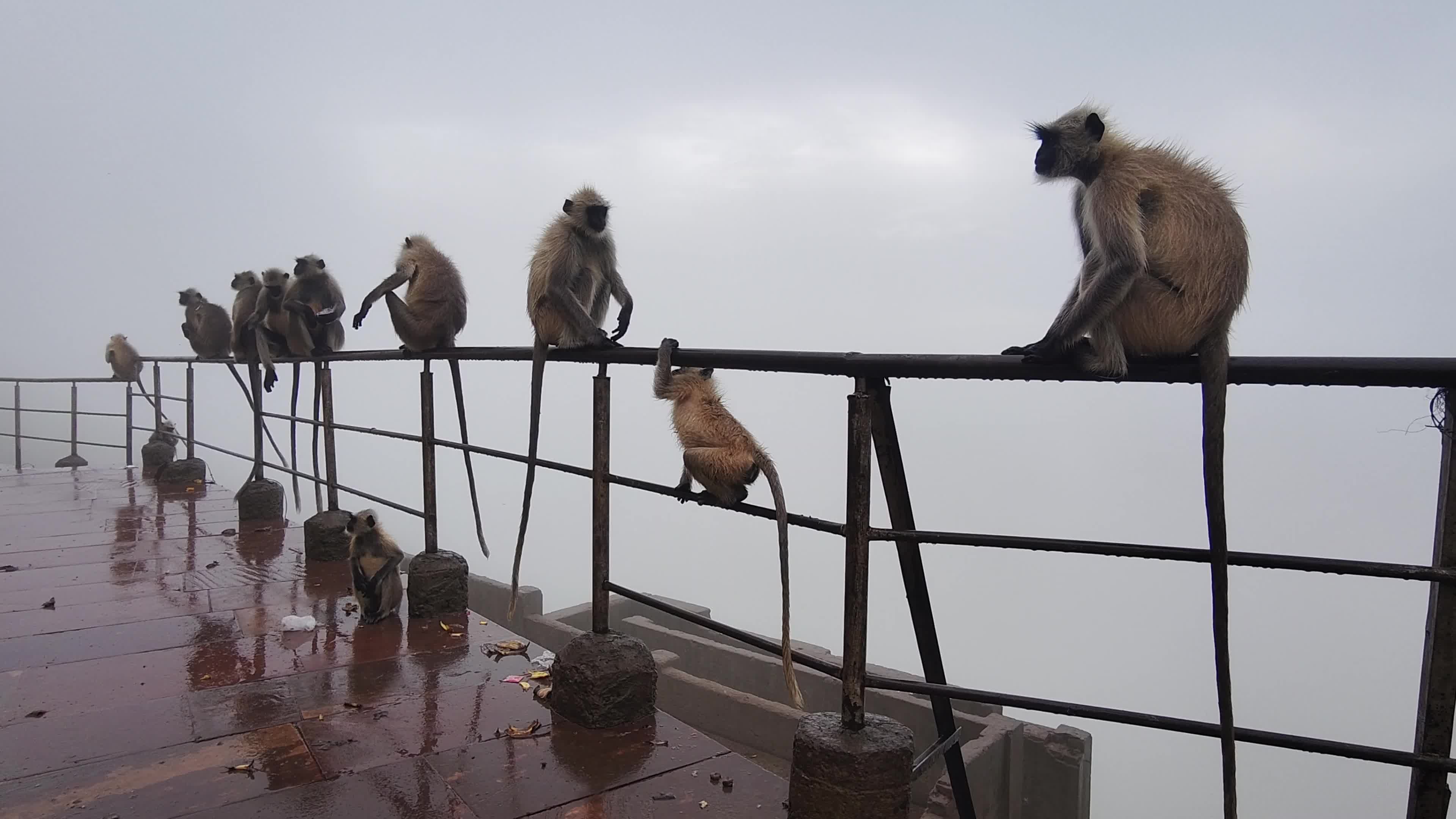 A Group of langur monkeys sit on the savitri mata Temple in Pushkar, Rajasthan, India 22 July 2026.