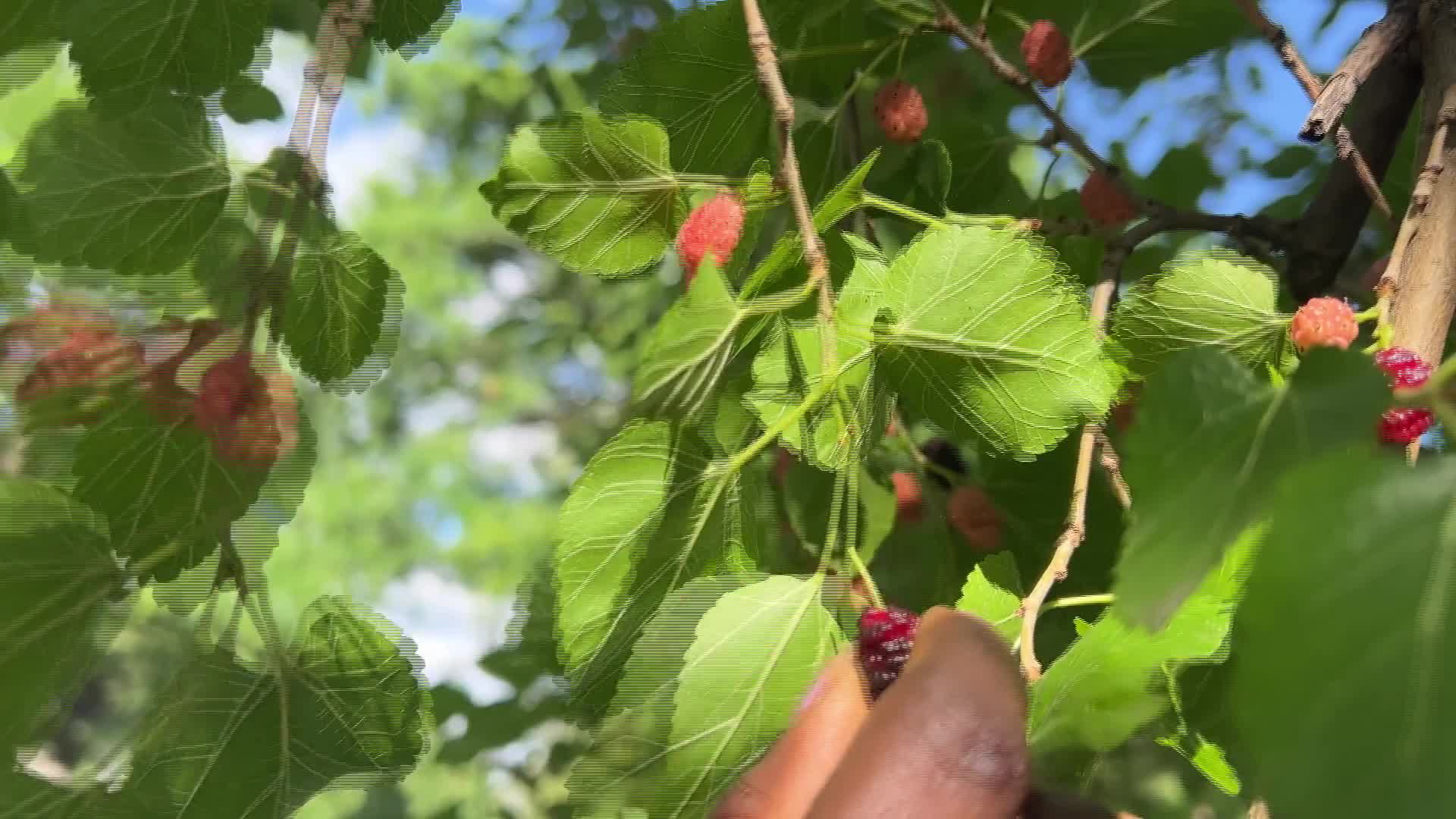Mulberries - 07/23/2026