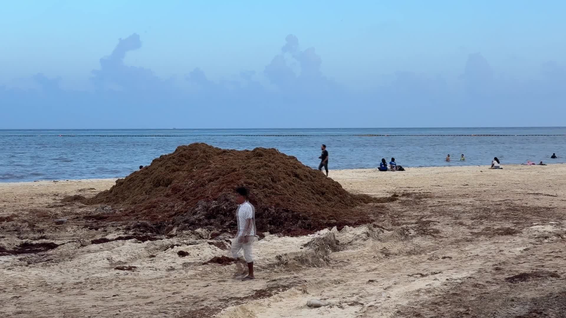 Sargassum seaweed removal, Mexico - 06/24/2026