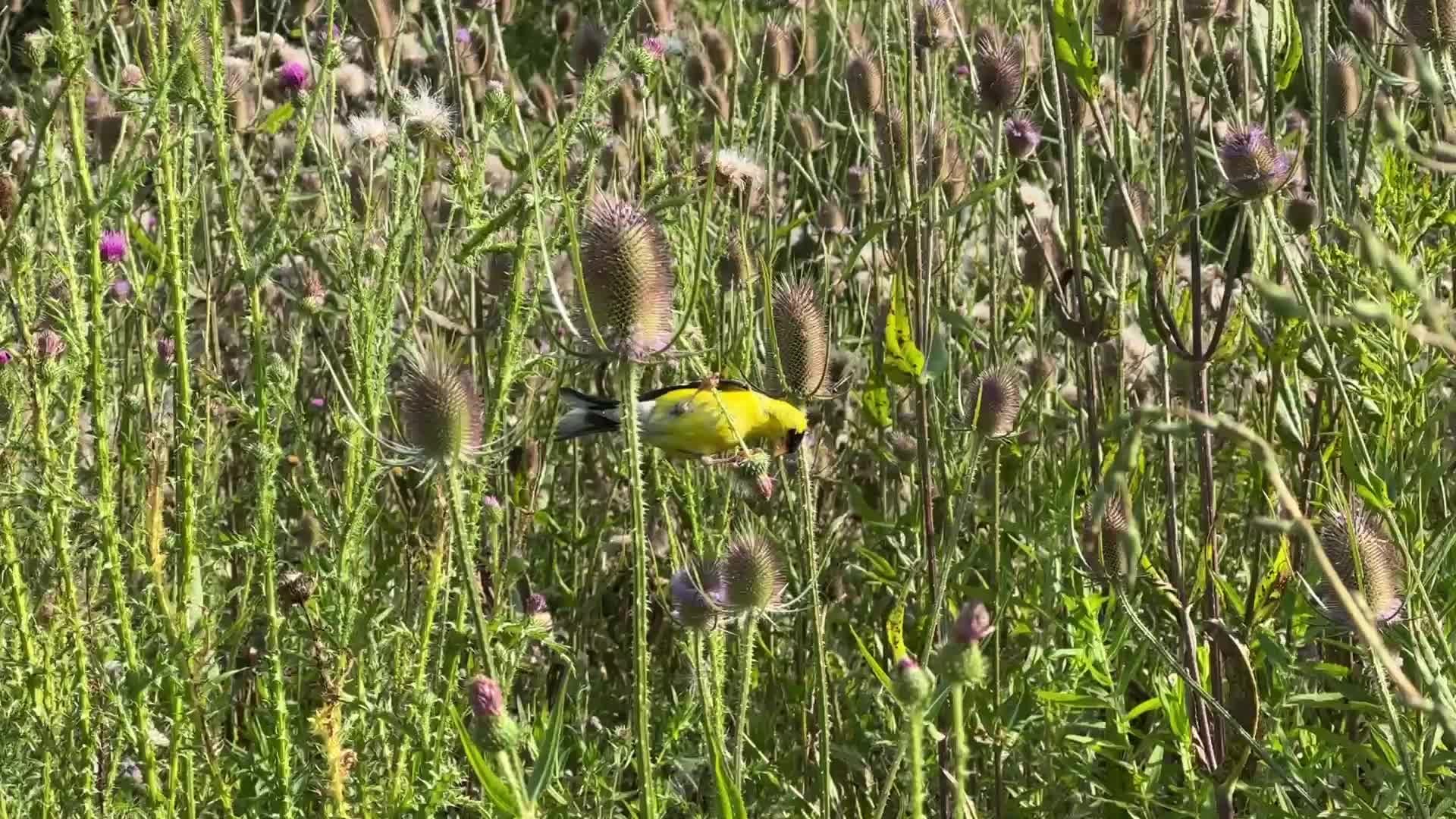 American goldfinch