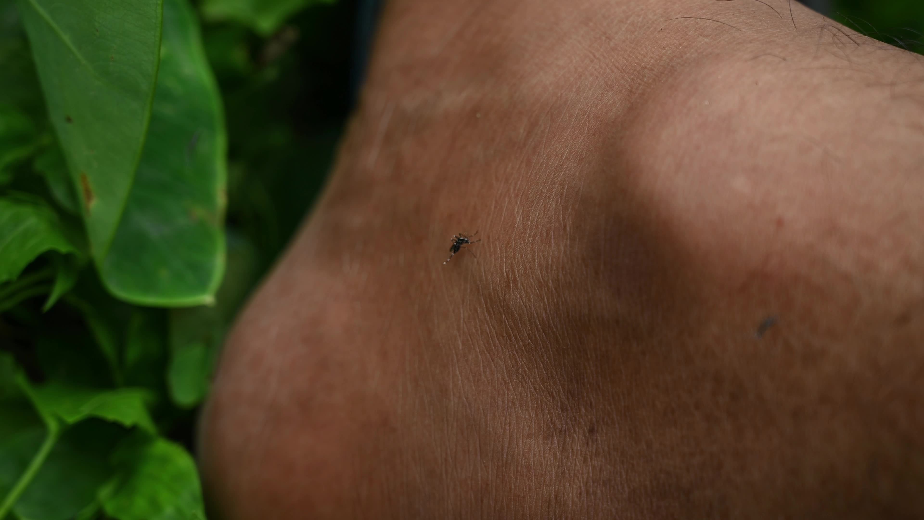 Aedes albopictus (Stegomyia albopicta) - Aedes Mosquito - Mosquito bites - Deadly Disease Vector