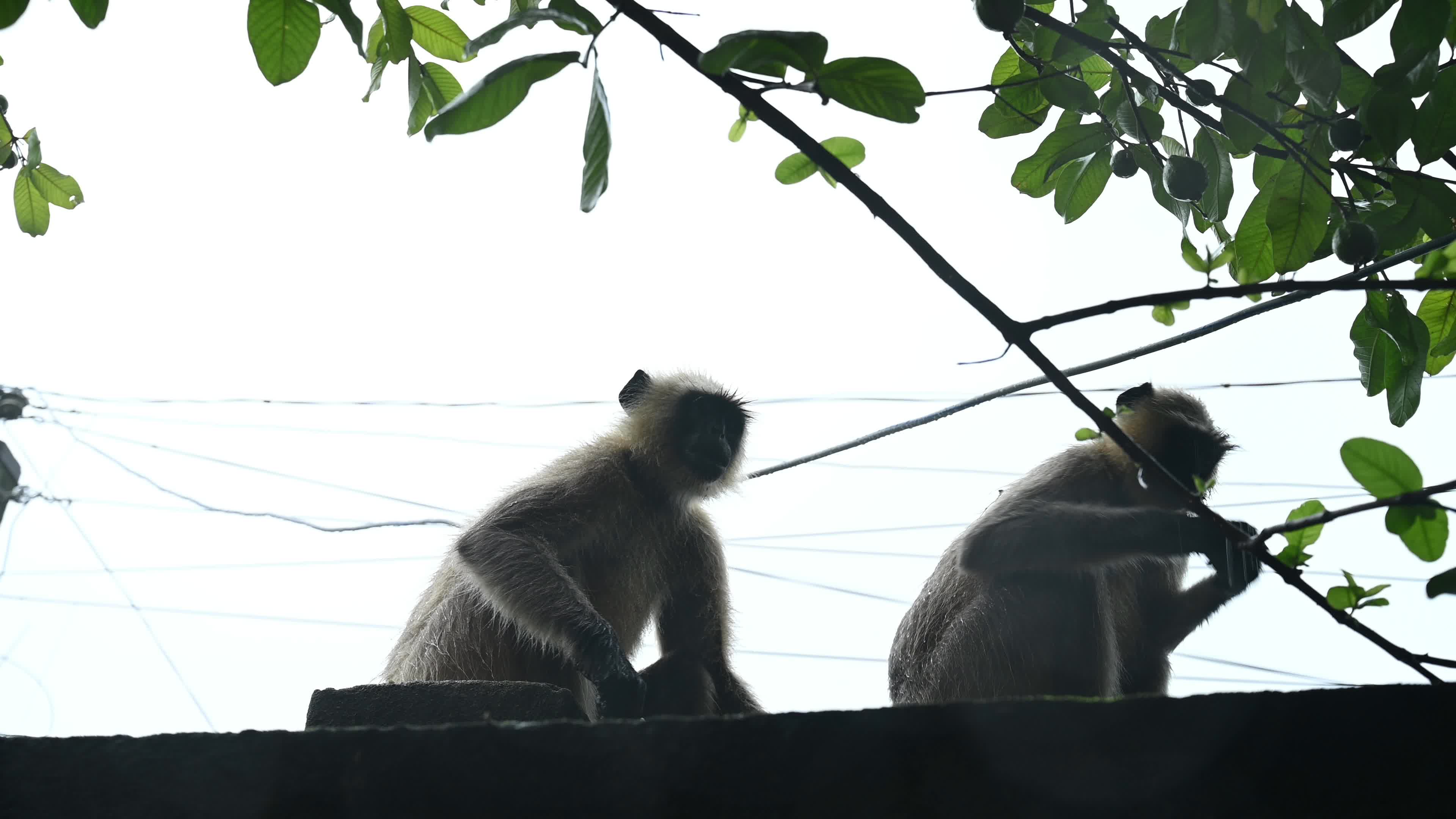 Northern Plains gray langur -Habitat Loss - Vegetable Damage - Challenges for Farmers - Heavy monsoon rain