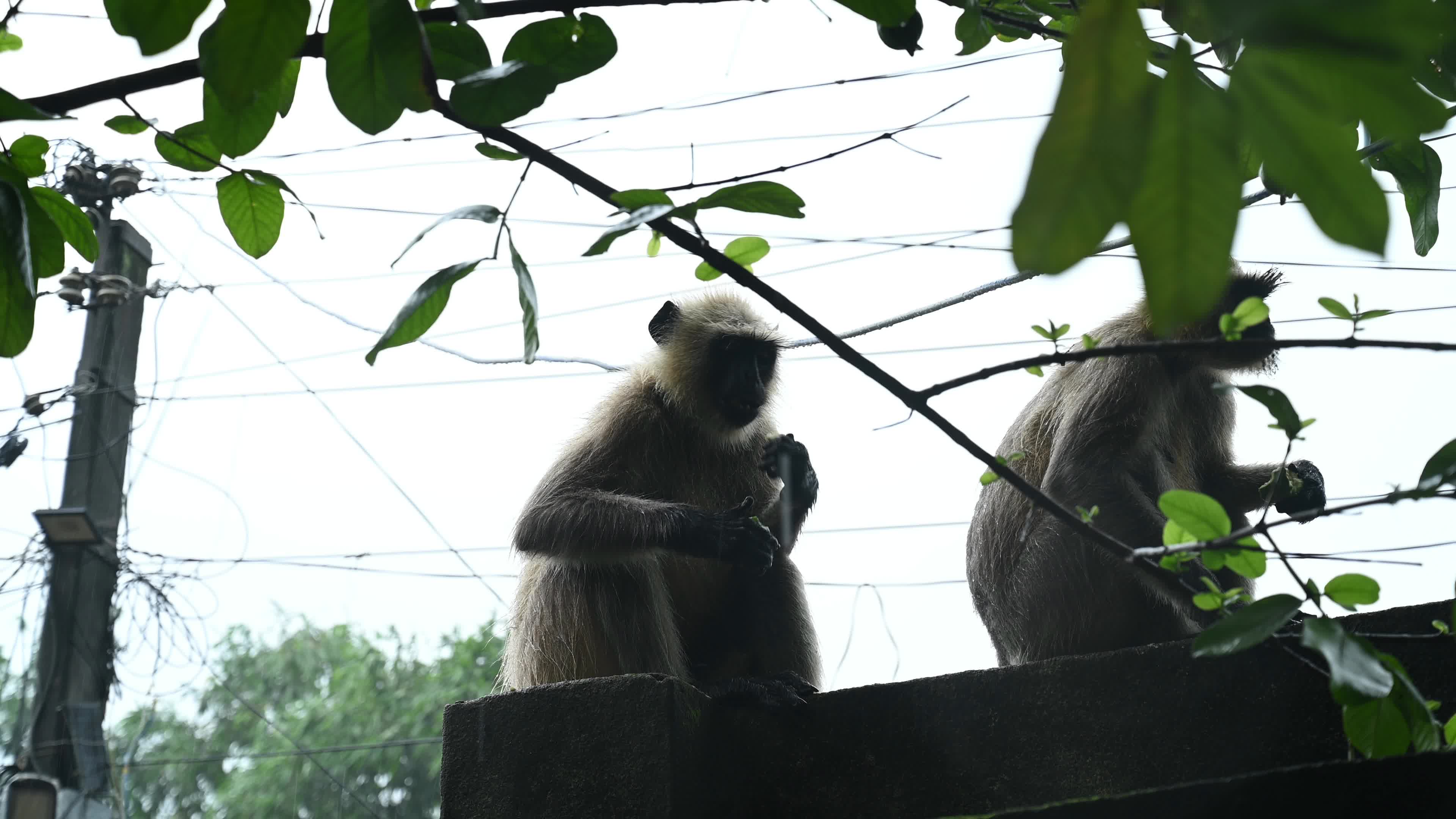 Northern Plains gray langur -Habitat Loss - Vegetable Damage - Challenges for Farmers - Heavy monsoon rain
