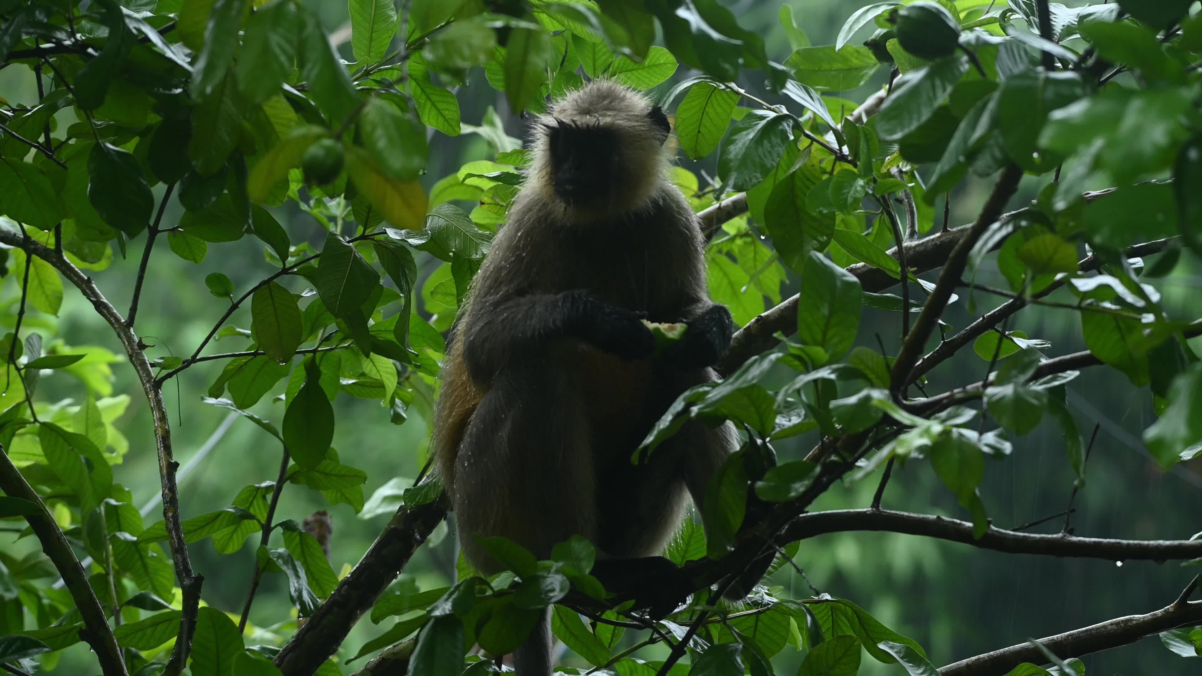 Northern Plains gray langur -Habitat Loss - Vegetable Damage - Challenges for Farmers - Heavy monsoon rain