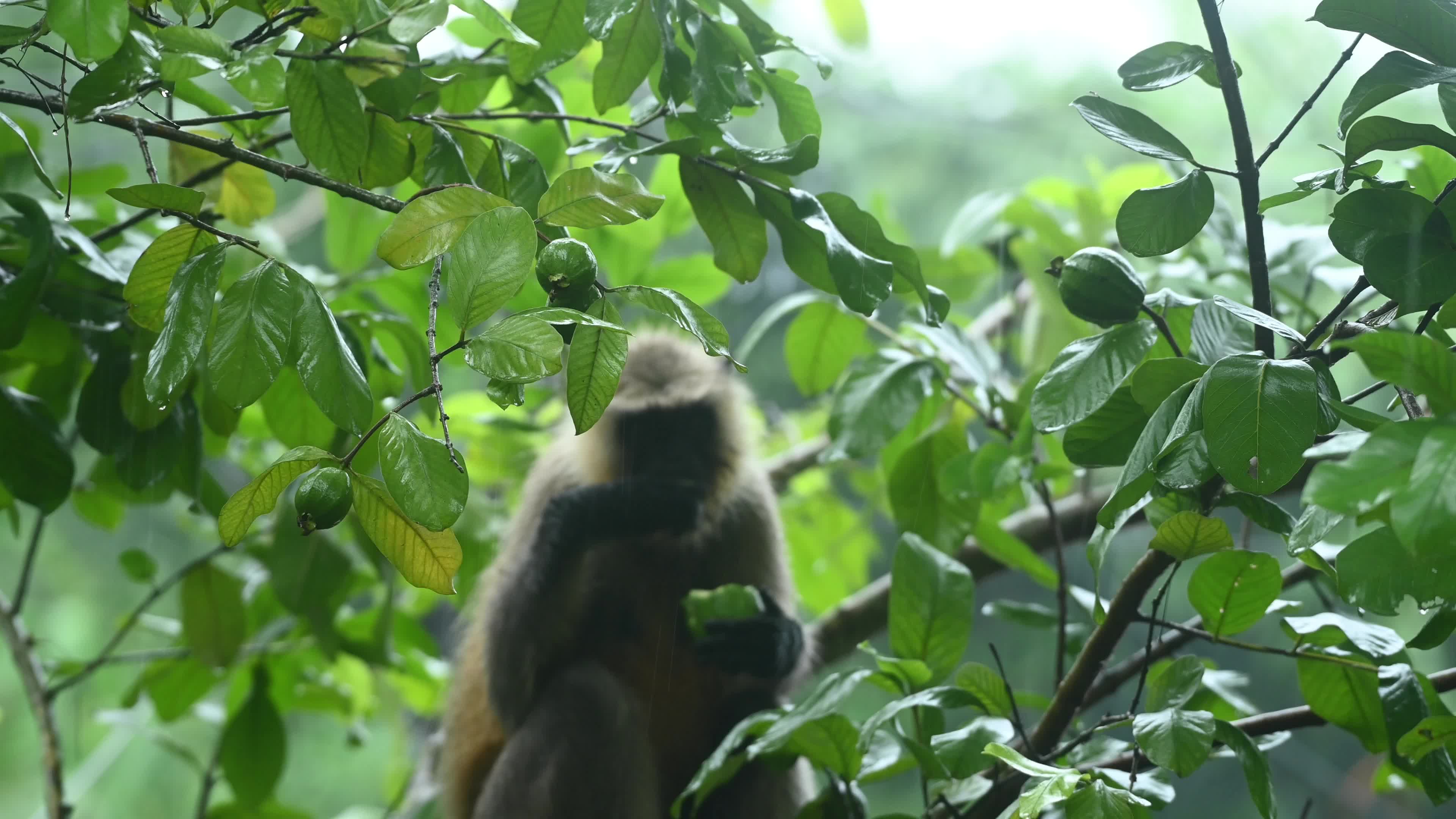 Northern Plains gray langur -Habitat Loss - Vegetable Damage - Challenges for Farmers - Heavy monsoon rain