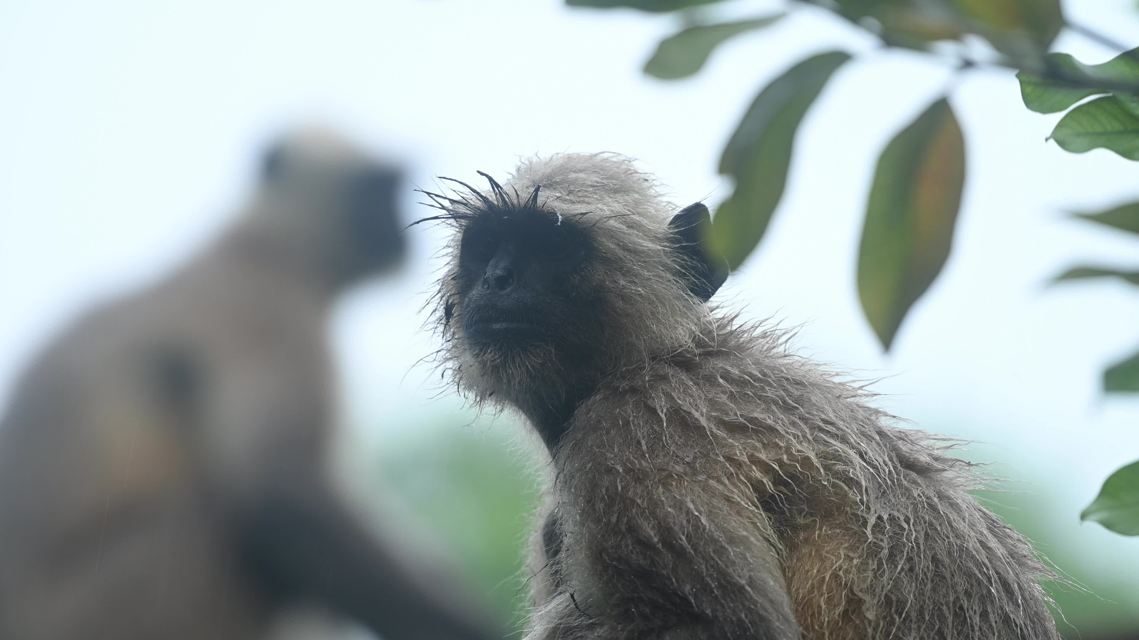 Northern Plains gray langur -Habitat Loss - Vegetable Damage - Challenges for Farmers - Heavy monsoon rain