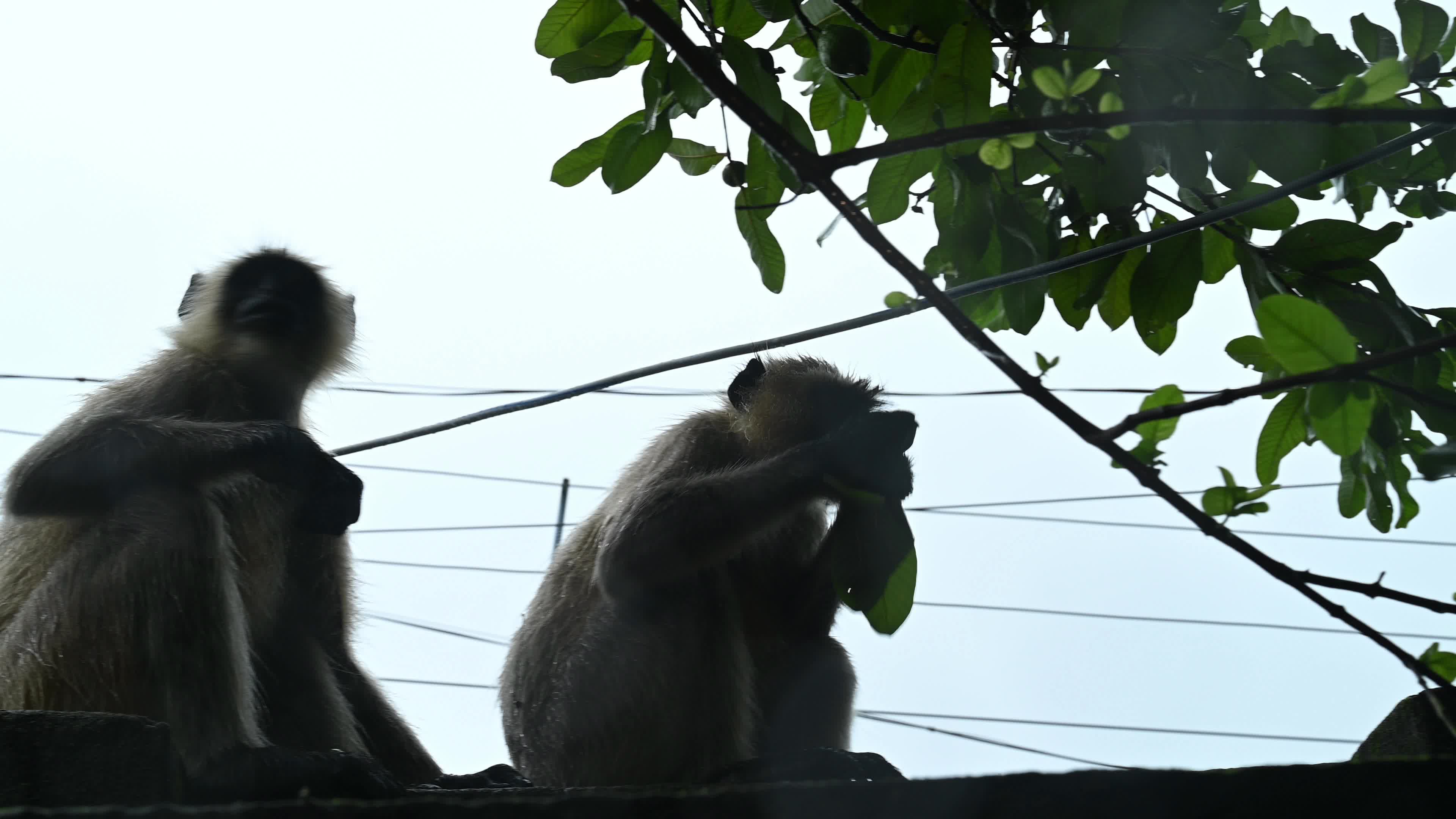 Northern Plains gray langur -Habitat Loss - Vegetable Damage - Challenges for Farmers - Heavy monsoon rain