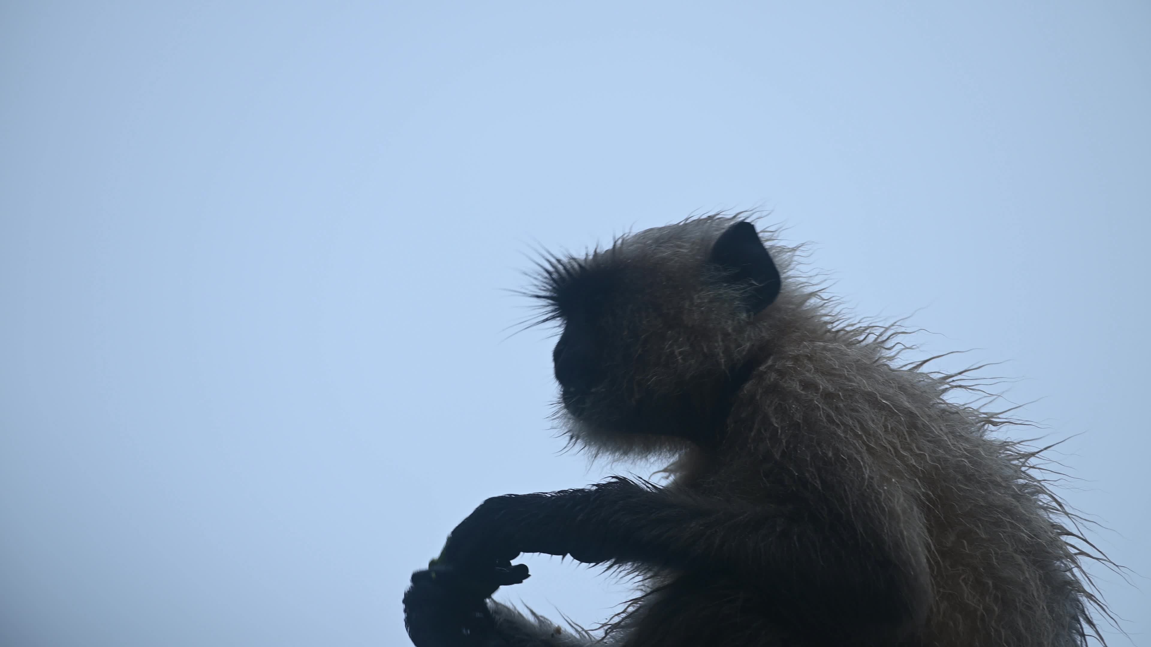 Northern Plains gray langur -Habitat Loss - Vegetable Damage - Challenges for Farmers - Heavy monsoon rain