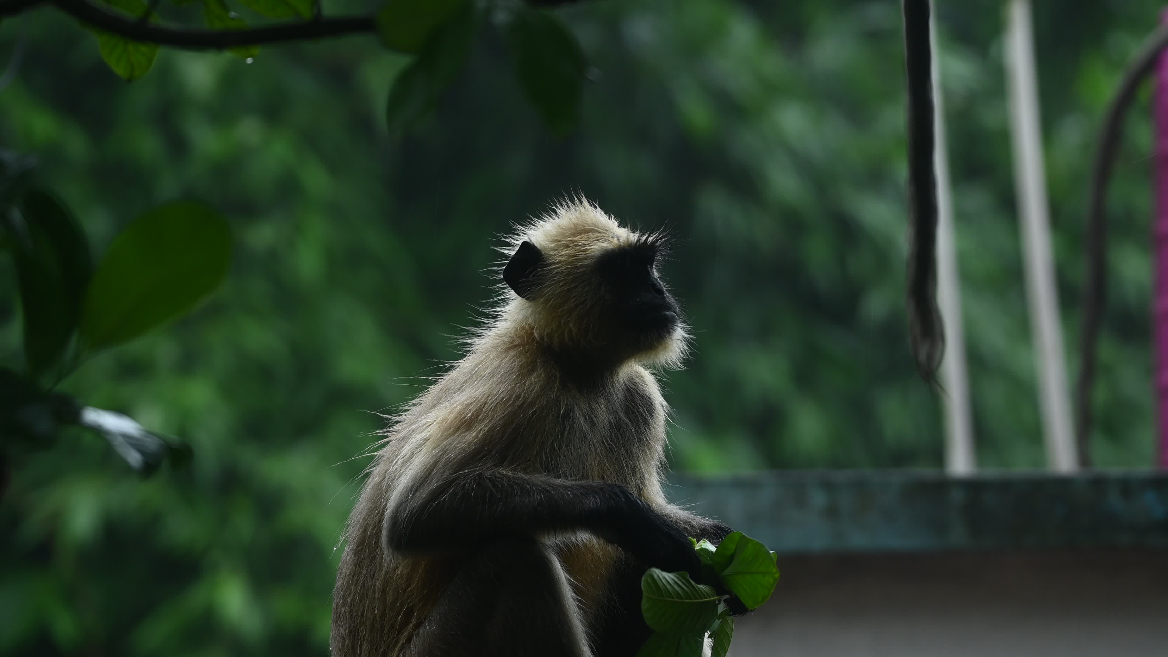 Northern Plains gray langur -Habitat Loss - Vegetable Damage - Challenges for Farmers - Heavy monsoon rain