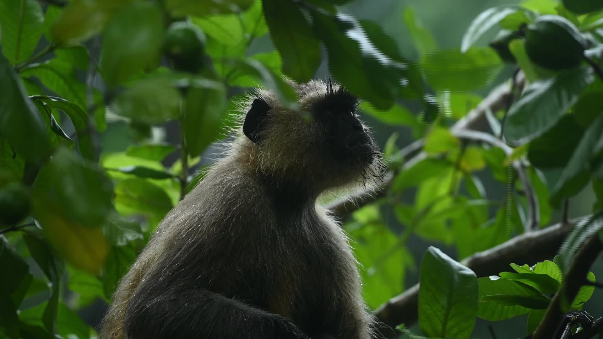 Northern Plains gray langur -Habitat Loss - Vegetable Damage - Challenges for Farmers - Heavy monsoon rain - 07/24/2026