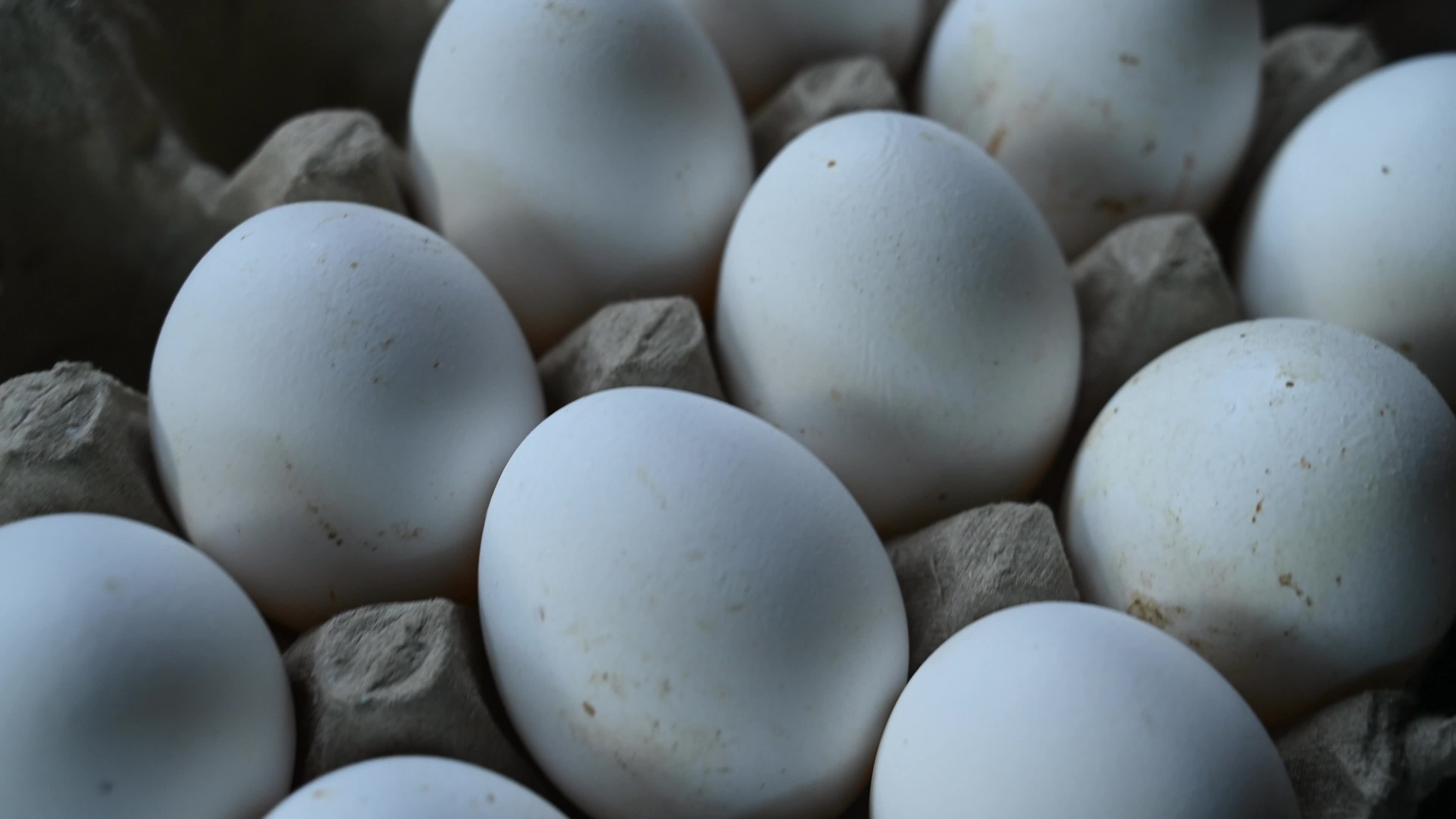 Poultry eggs in India - Chicken eggs
