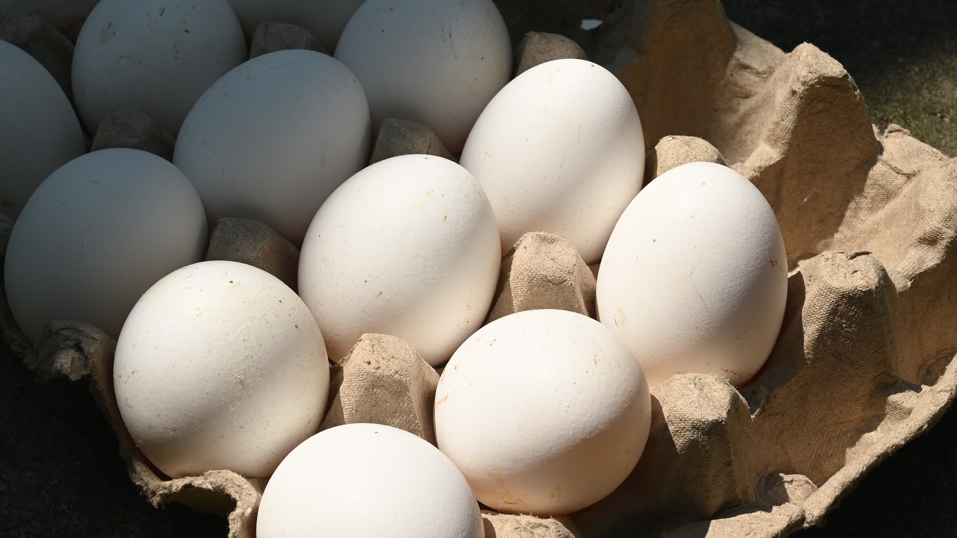 Poultry eggs in India - Chicken eggs