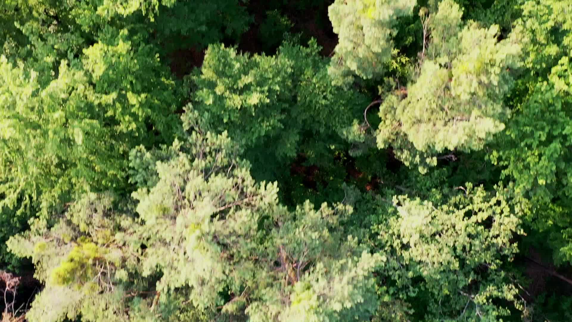 Aerial view of forests in Poland