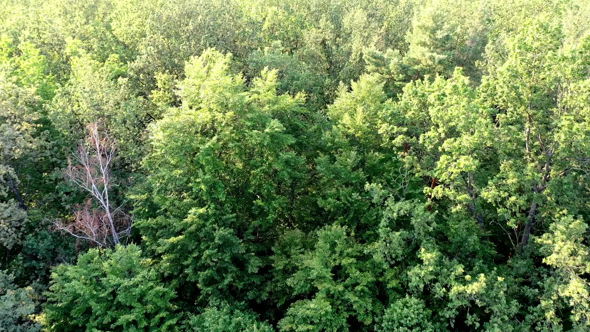 Aerial view of forests in Poland