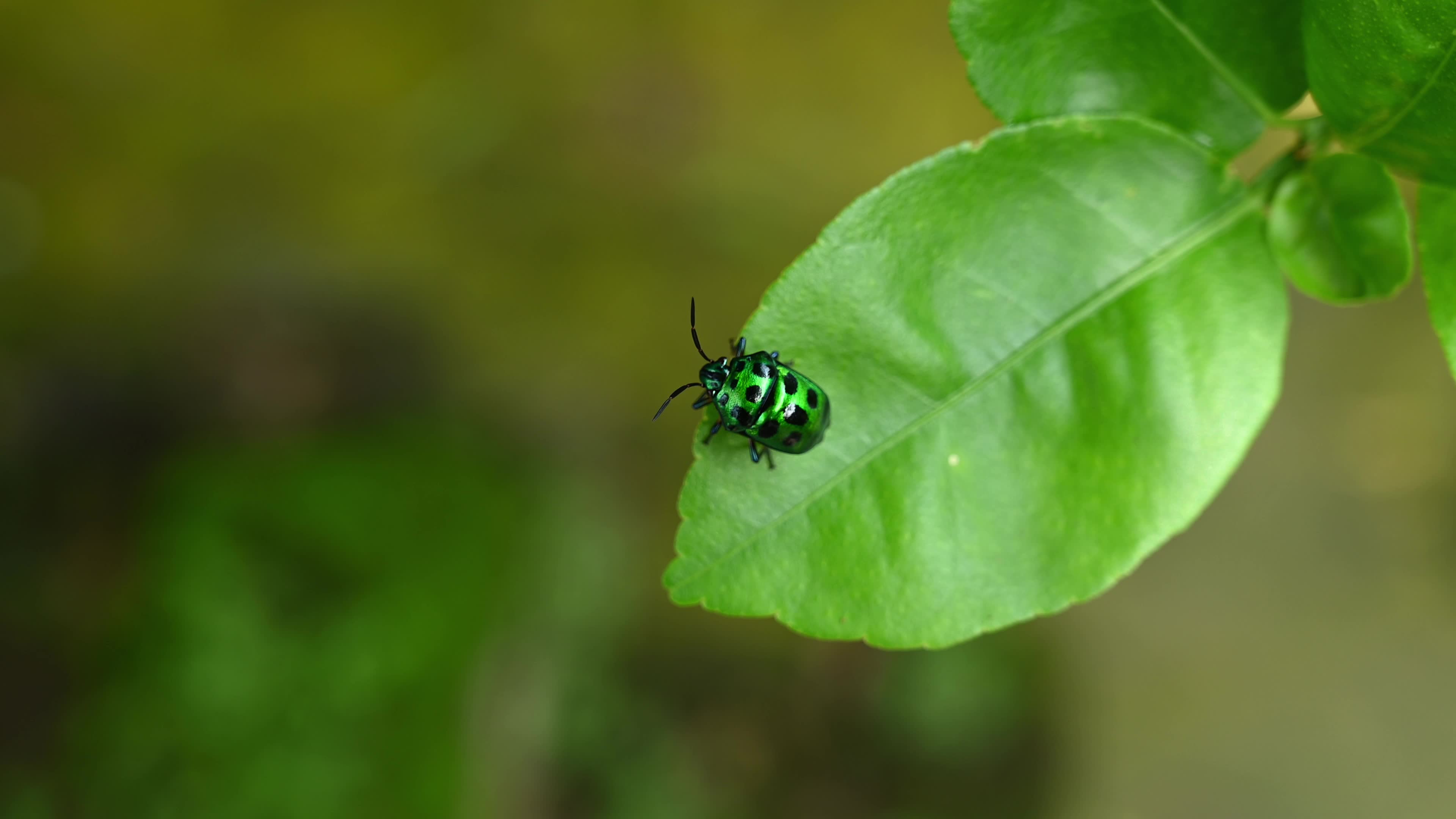 Green jewel bug (Chrysocoris stollii) - Agricultural and Ecological Impact - Crop feeding - Weed management