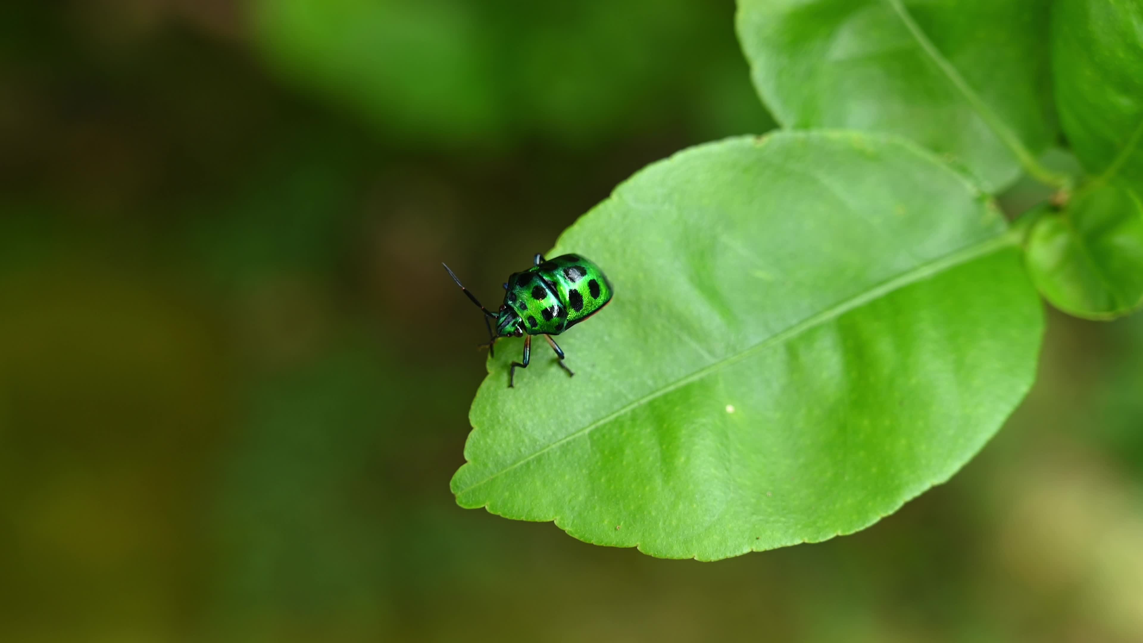 Green jewel bug (Chrysocoris stollii) - Agricultural and Ecological Impact - Crop feeding - Weed management