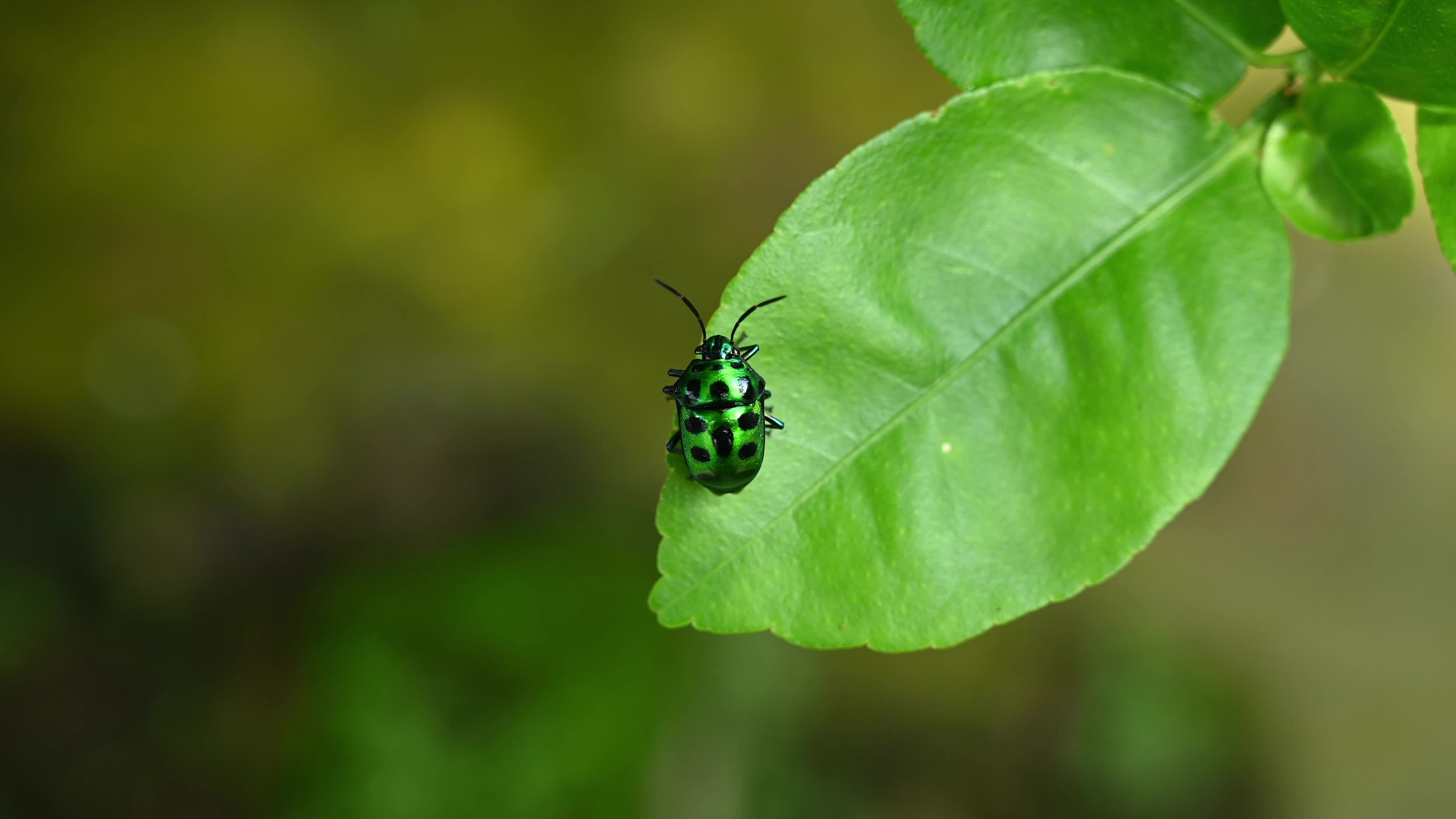 Green jewel bug (Chrysocoris stollii) - Agricultural and Ecological Impact - Crop feeding - Weed management