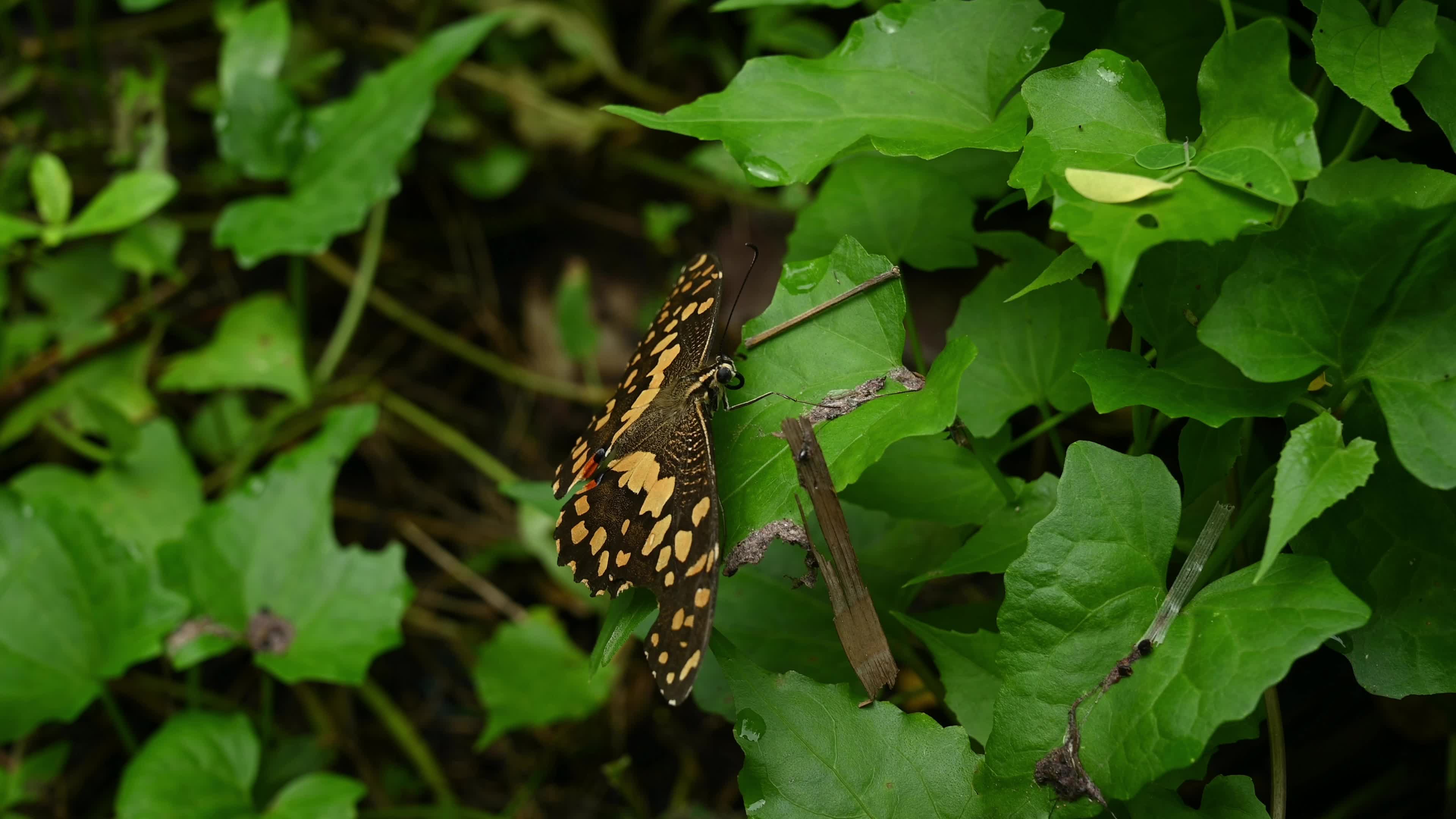 Lime butterfly - Papilio demoleus - Major agricultural pest - Animal India