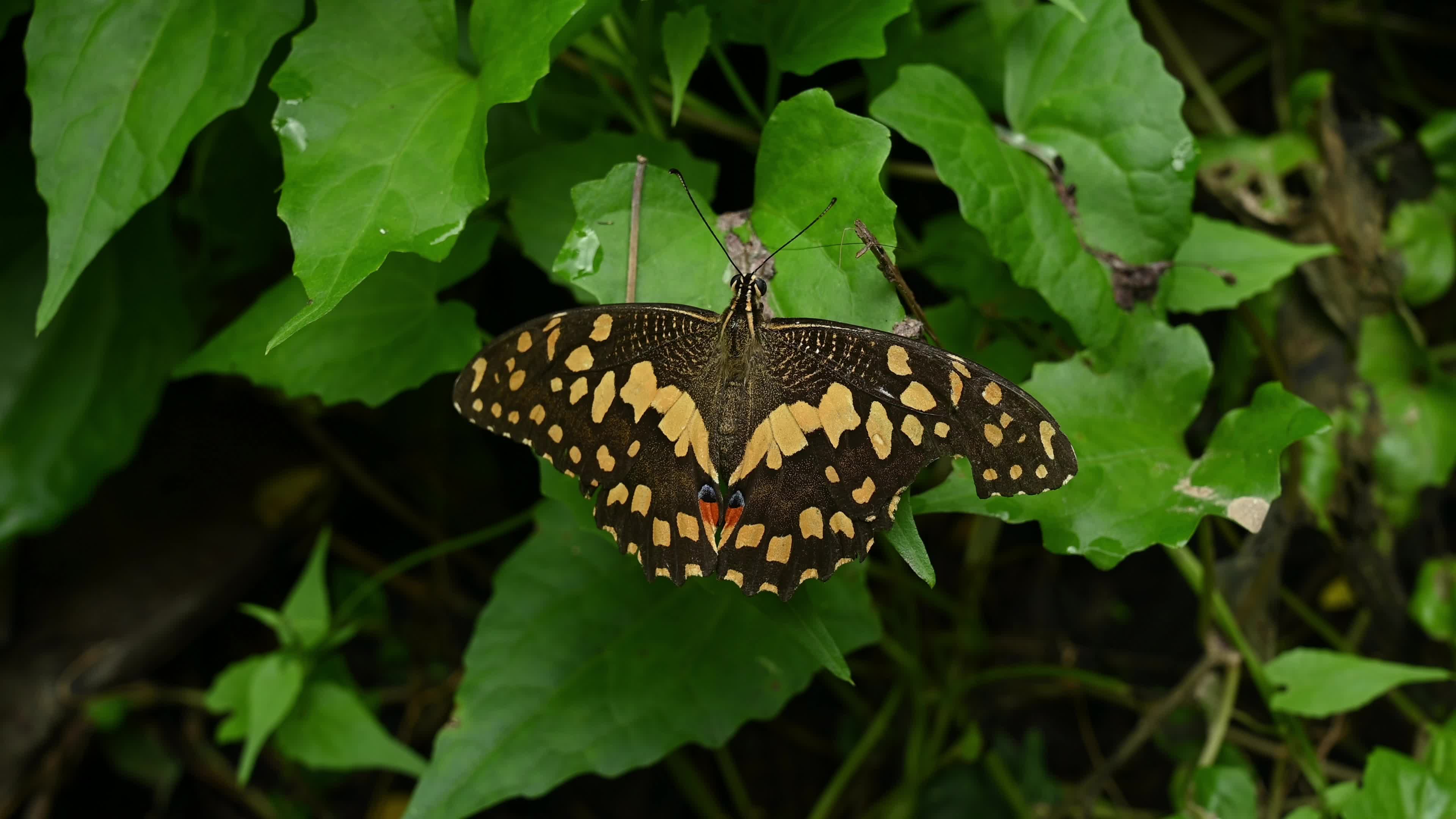 Lime butterfly - Papilio demoleus - Major agricultural pest - Animal India