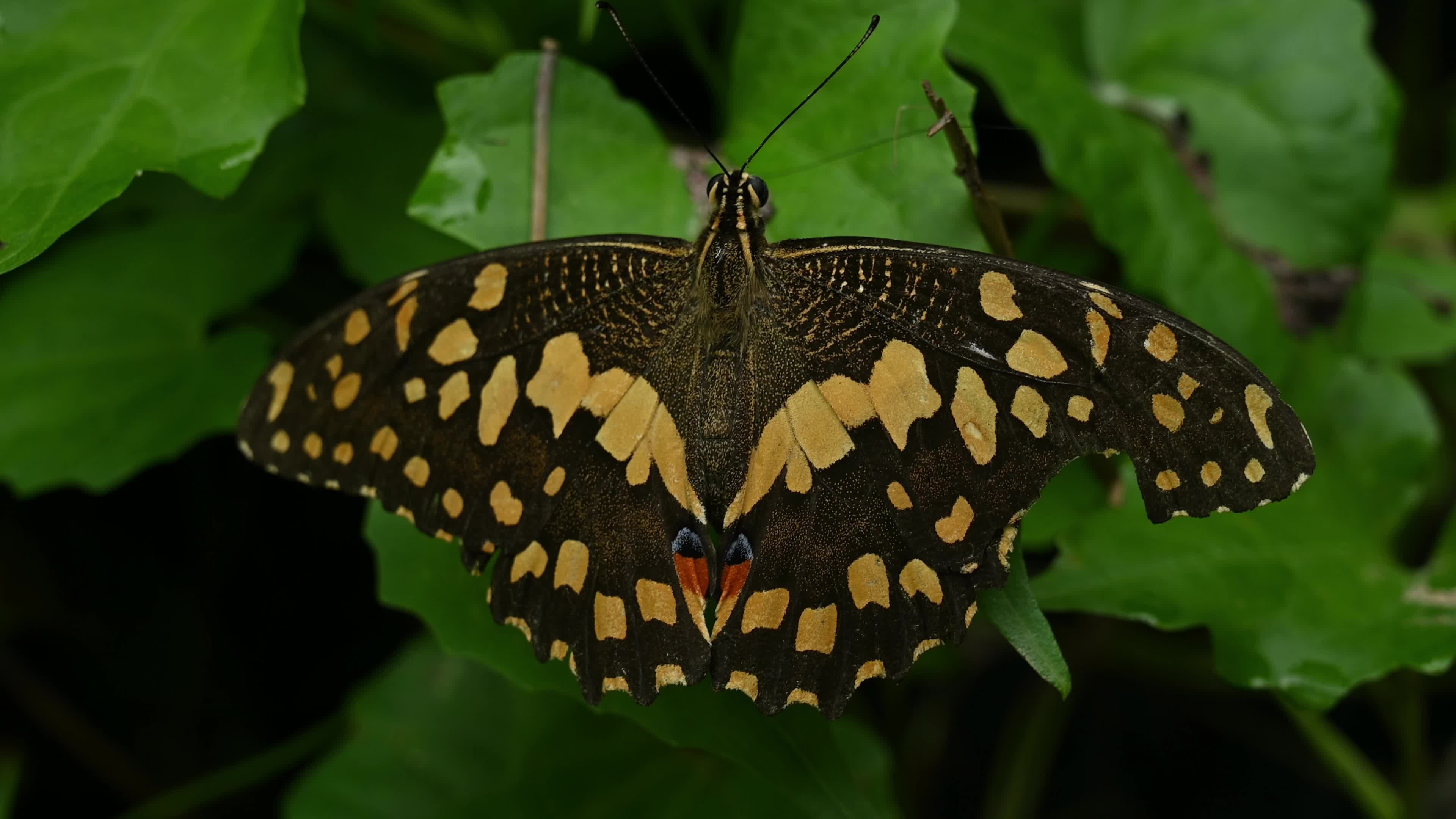 Lime butterfly - Papilio demoleus - Major agricultural pest - Animal India