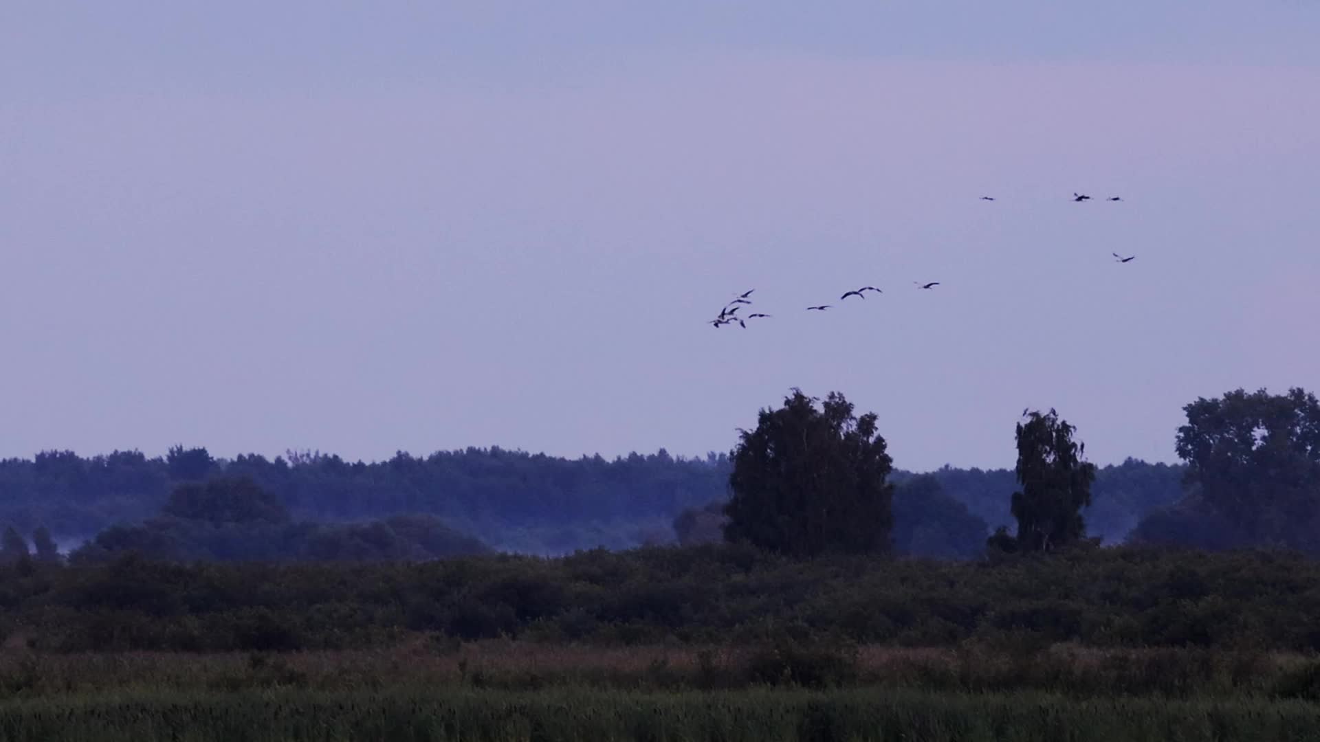 Wildlife in Polesie National Park in Poland