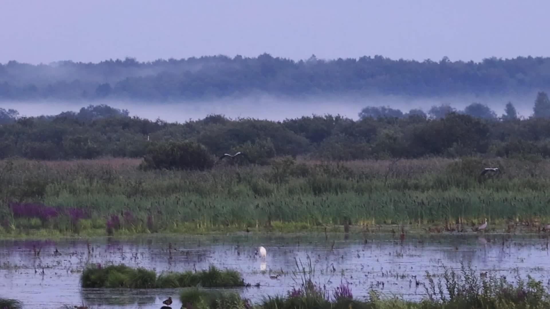 Wildlife in Polesie National Park in Poland