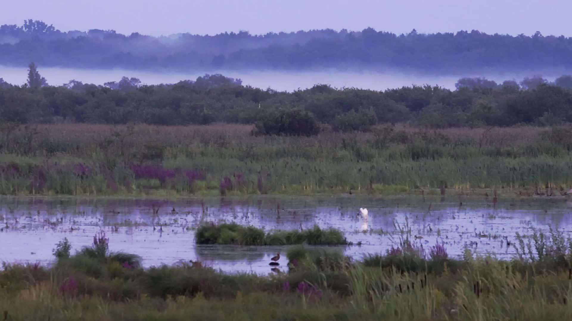 Wildlife in Polesie National Park in Poland