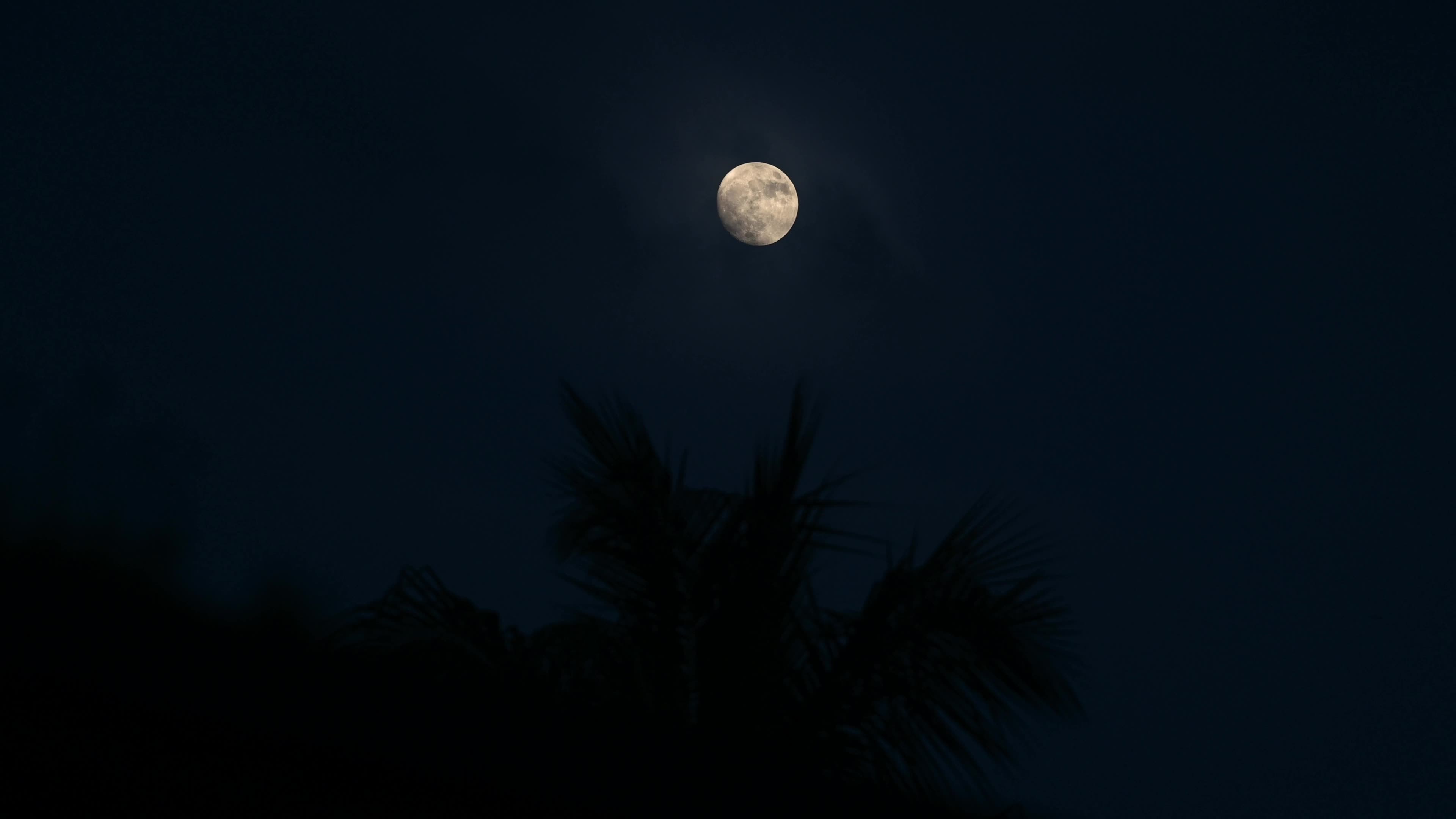 Waxing Gibbous moon on Coconut leaves