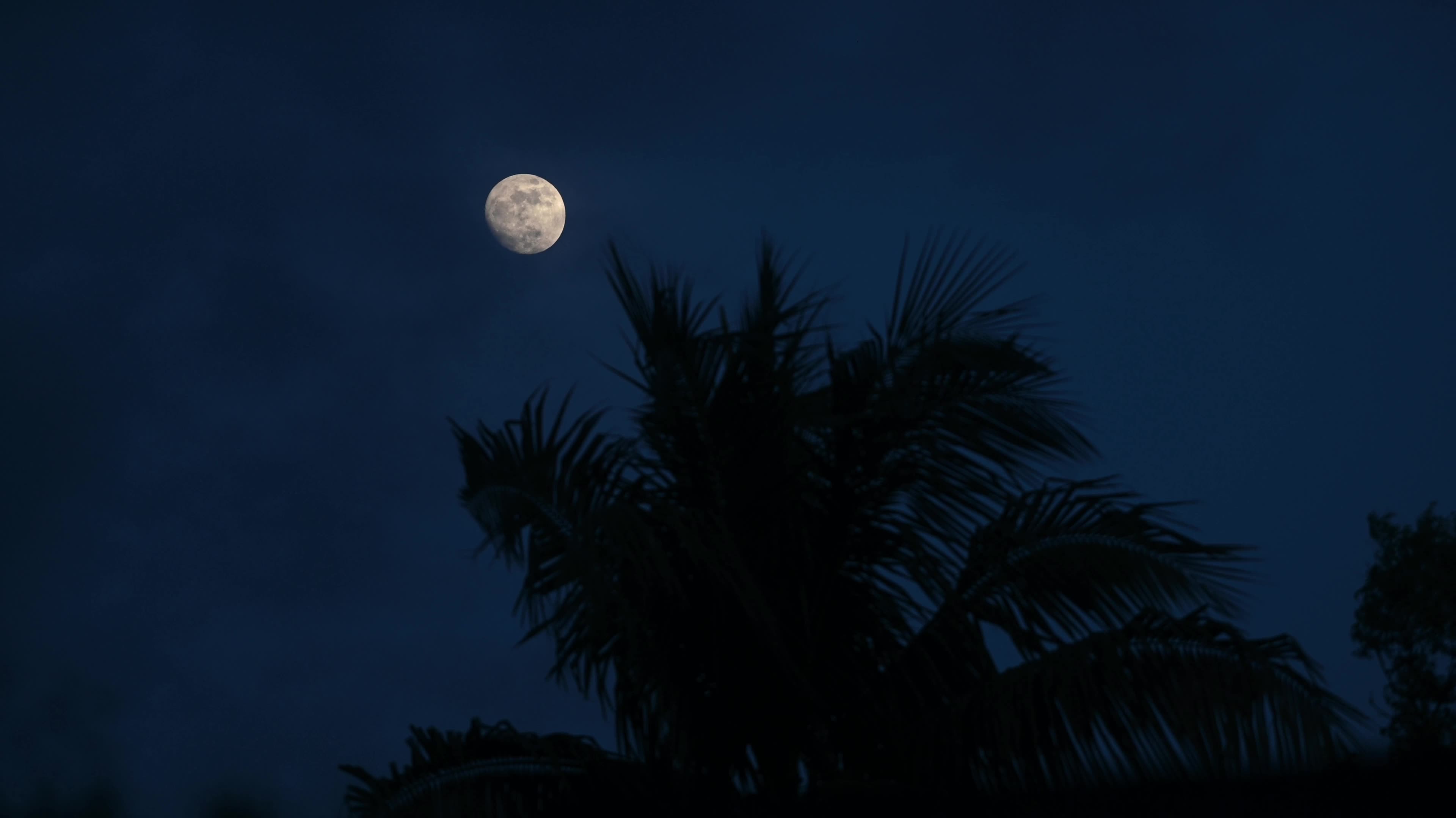 Waxing Gibbous moon on Coconut leaves