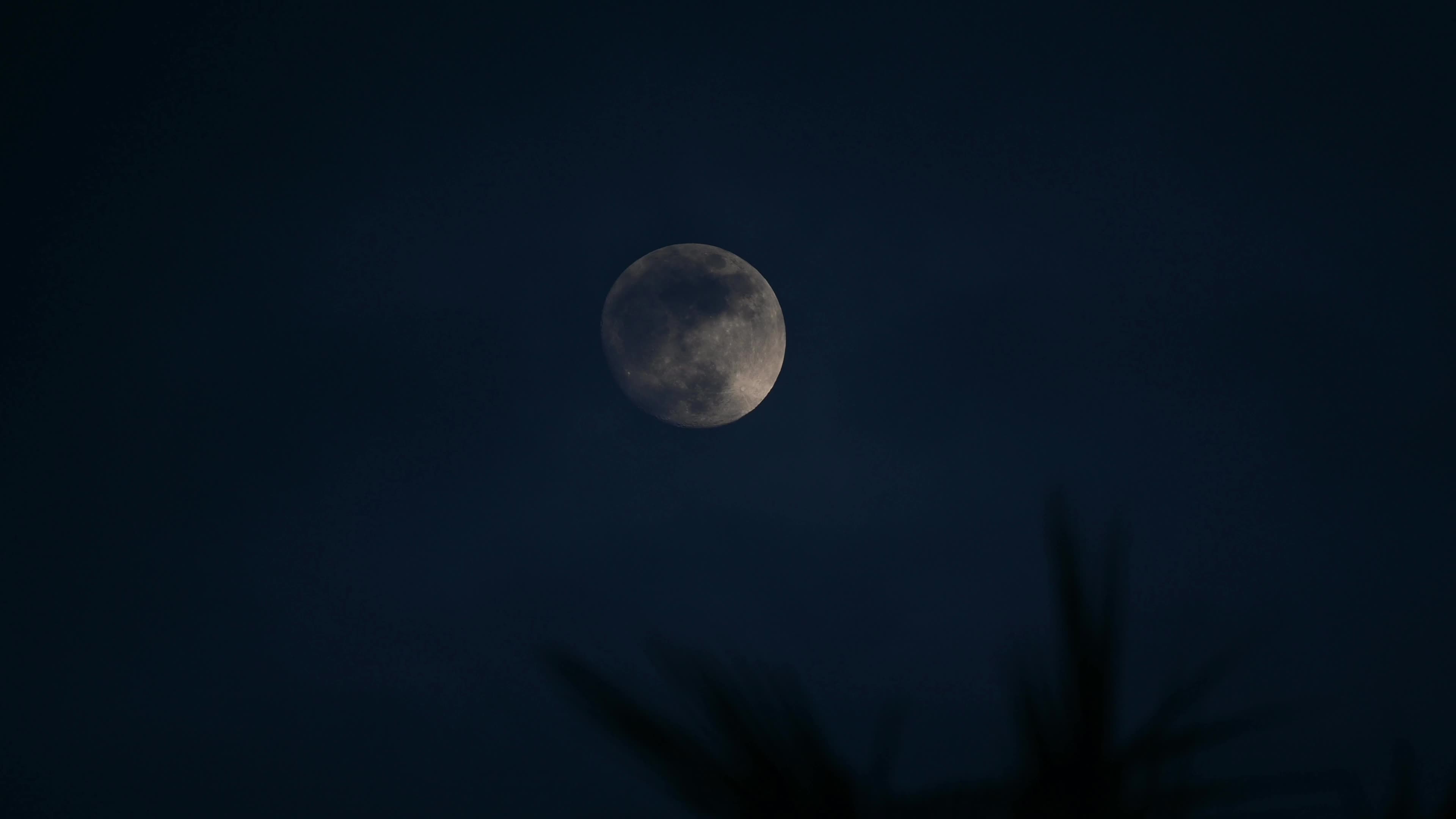 Waxing Gibbous moon on Coconut leaves