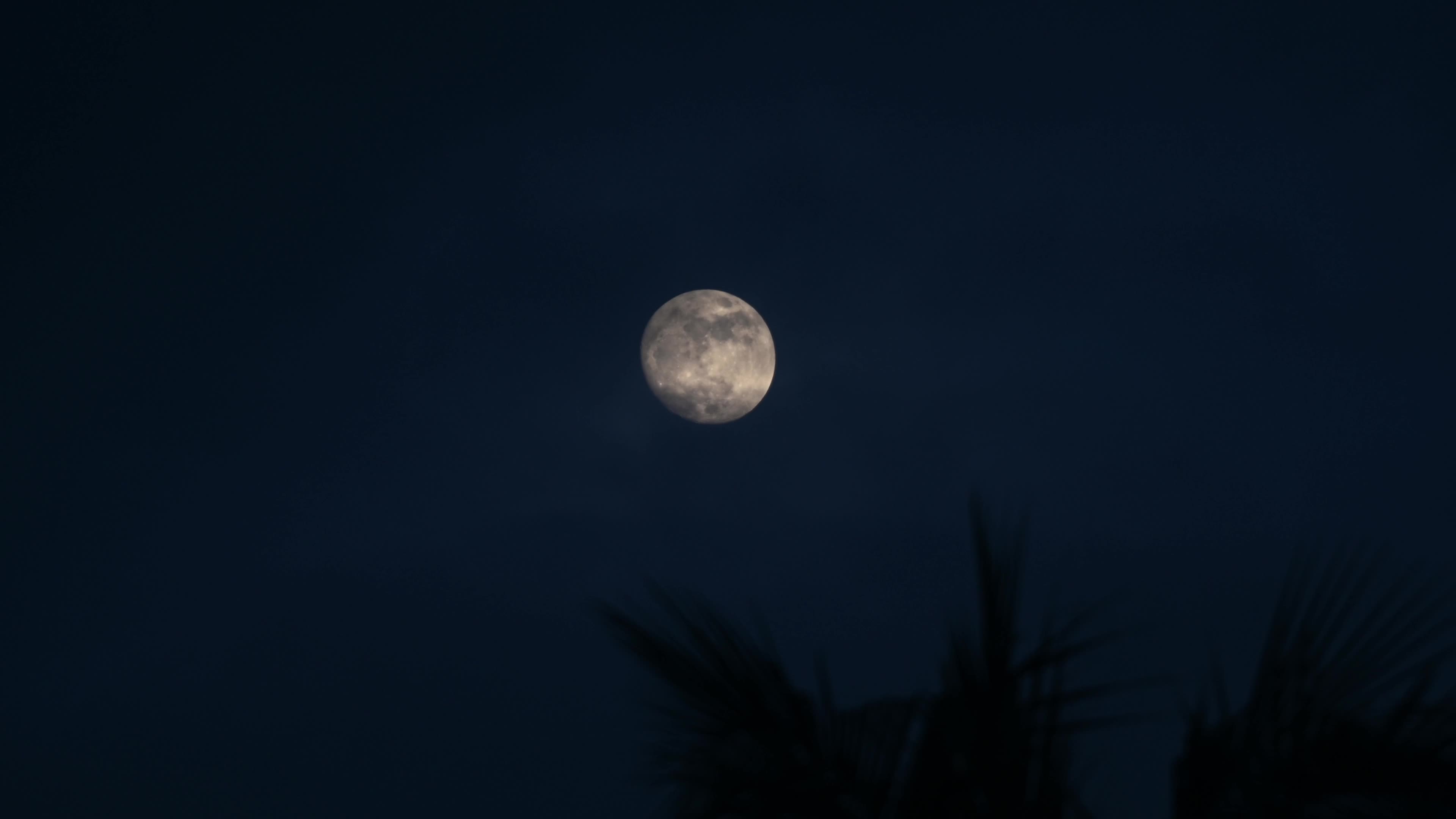 Waxing Gibbous moon on Coconut leaves