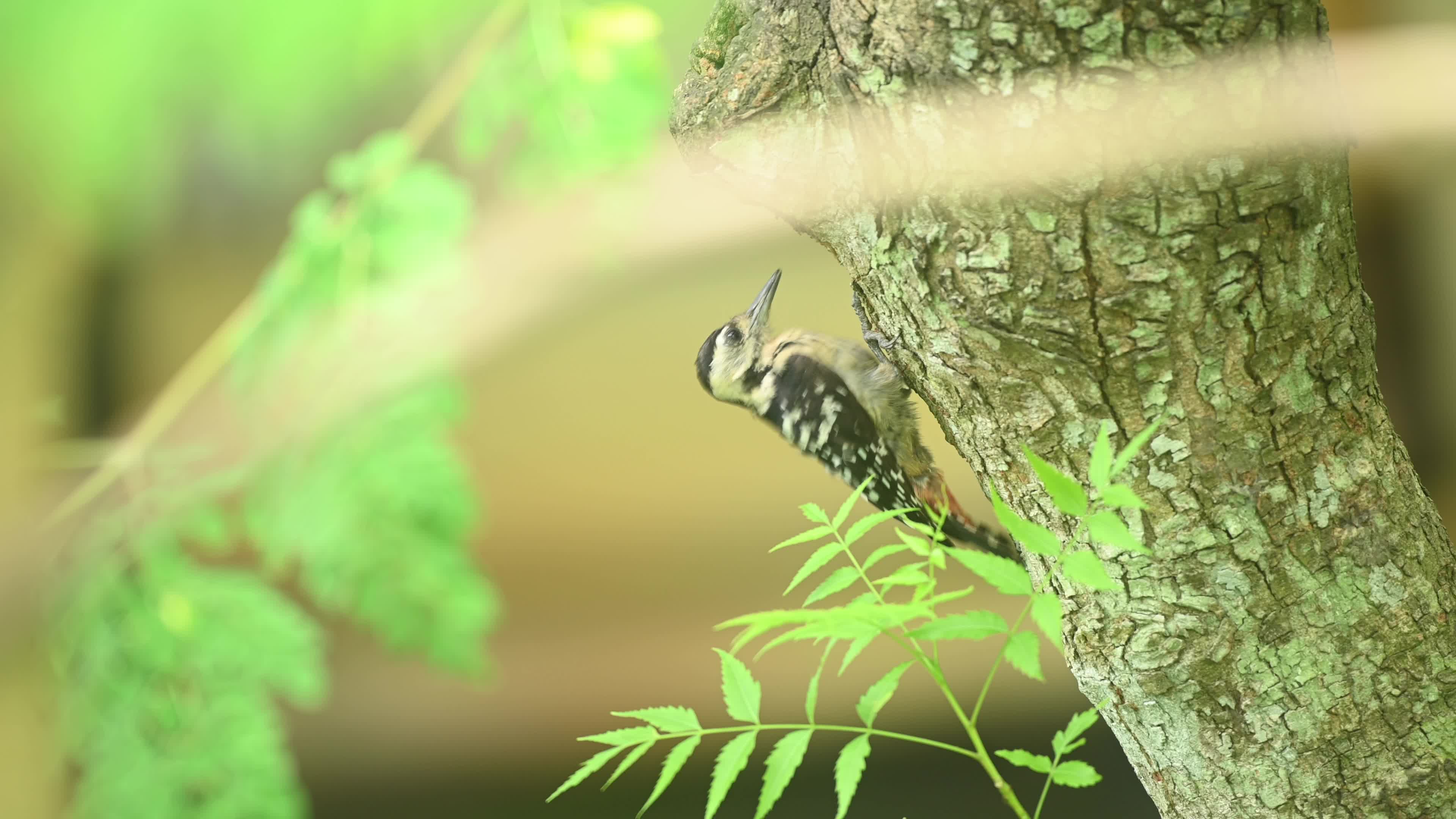Fulvous-breasted Woodpecker - Animal India - Ecological Role - Insect Control - Biodiversity Indicator
