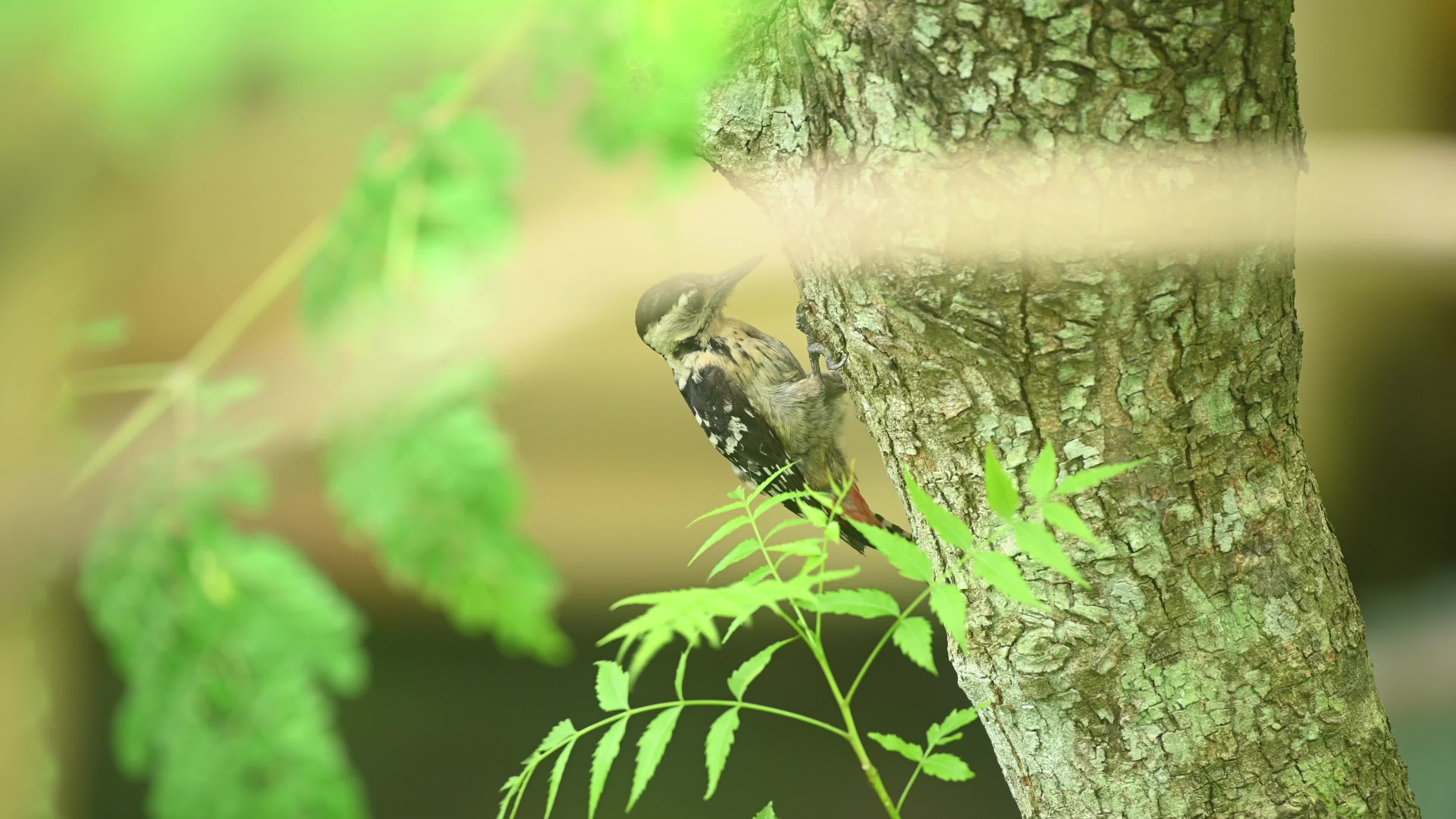 Fulvous-breasted Woodpecker - Animal India - Ecological Role - Insect Control - Biodiversity Indicator