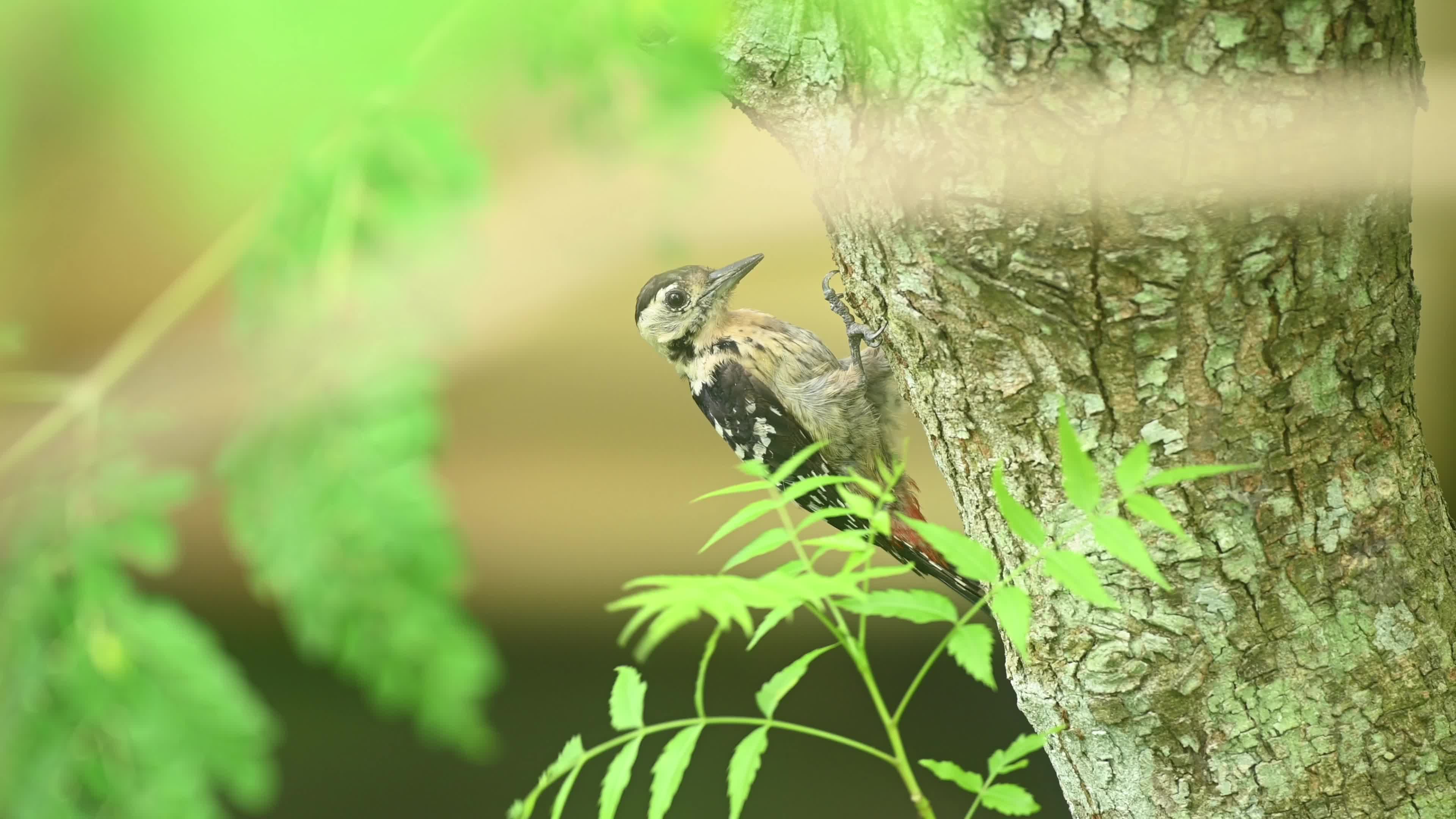Fulvous-breasted Woodpecker - Animal India - Ecological Role - Insect Control - Biodiversity Indicator