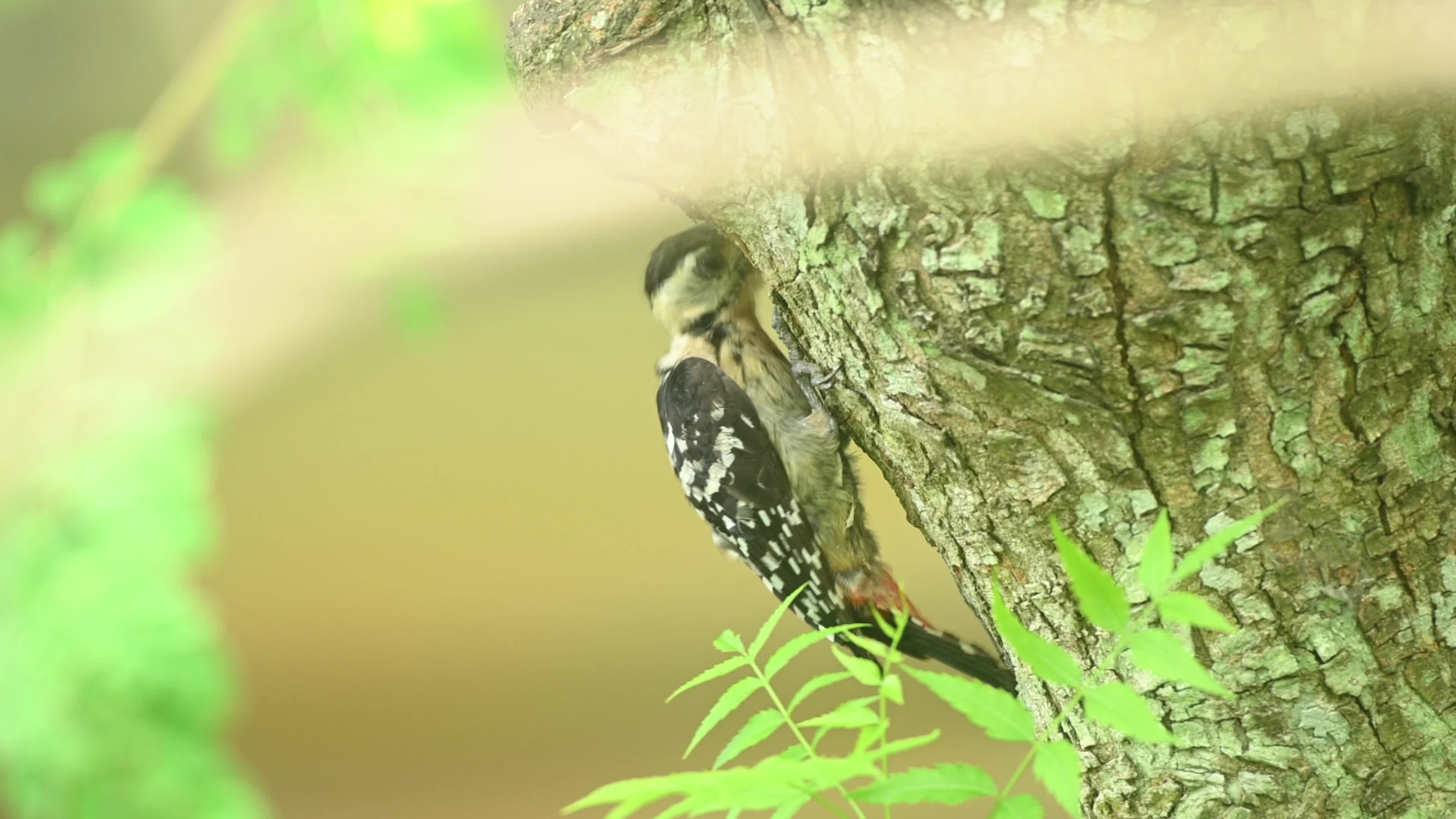 Fulvous-breasted Woodpecker - Animal India - Ecological Role - Insect Control - Biodiversity Indicator