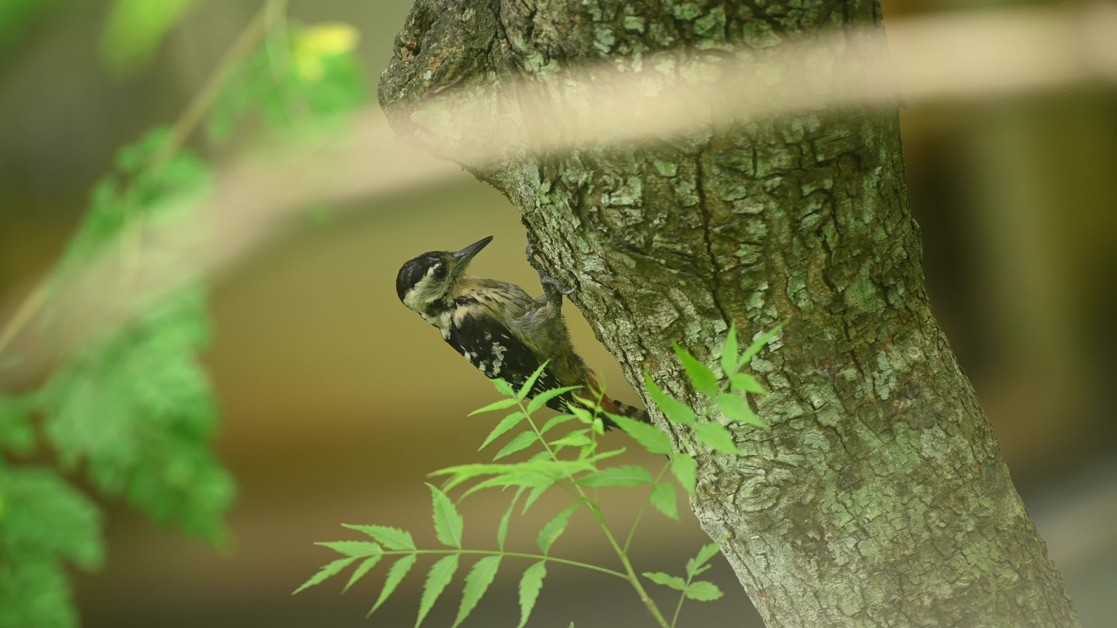 Fulvous-breasted Woodpecker - Animal India - Ecological Role - Insect Control - Biodiversity Indicator
