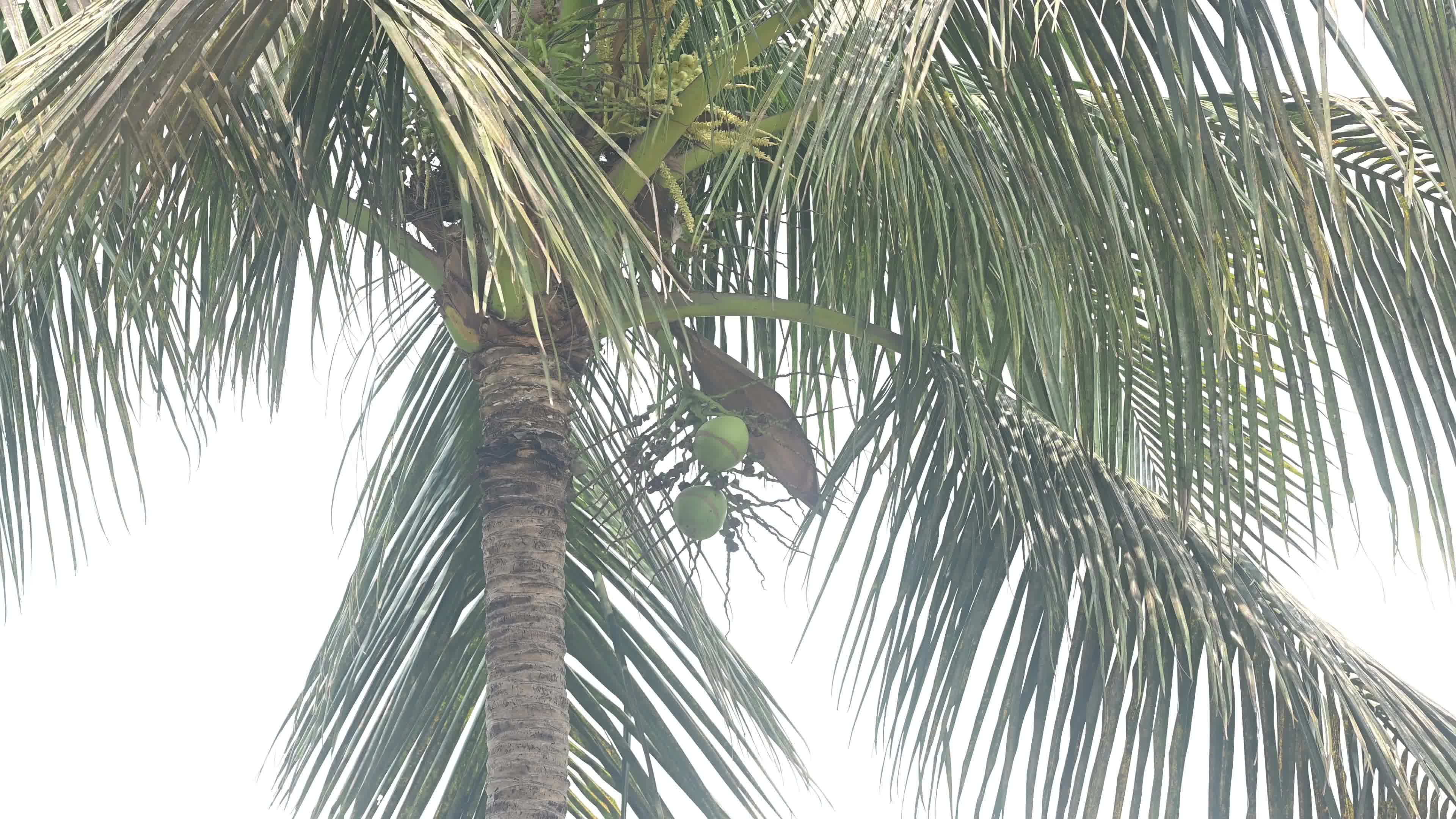 Coconut production - Agriculture in India