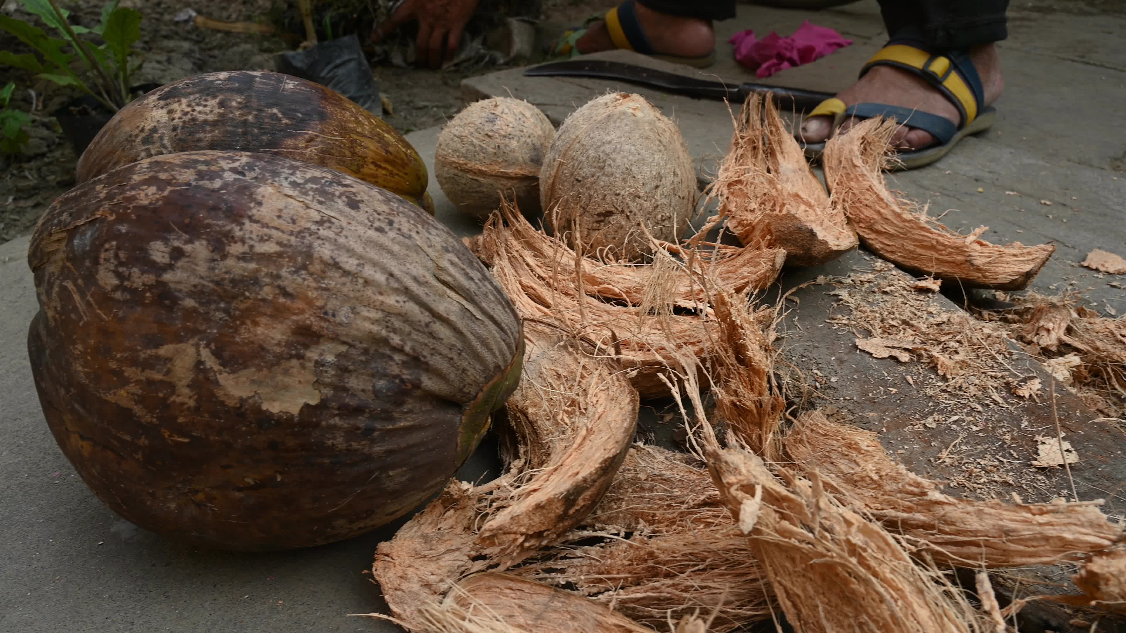 Coconut production - Agriculture in India