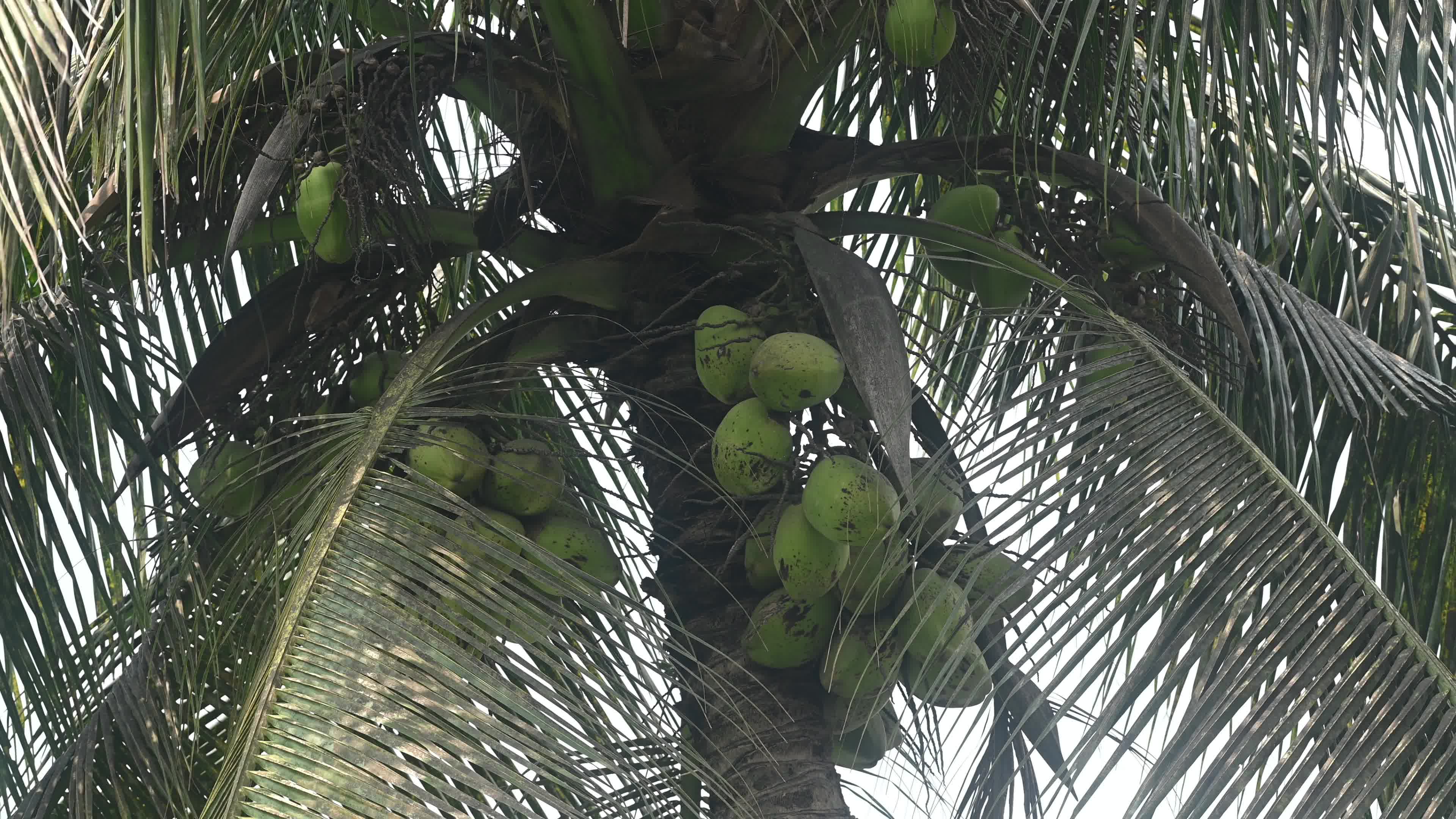 Coconut production - Agriculture in India