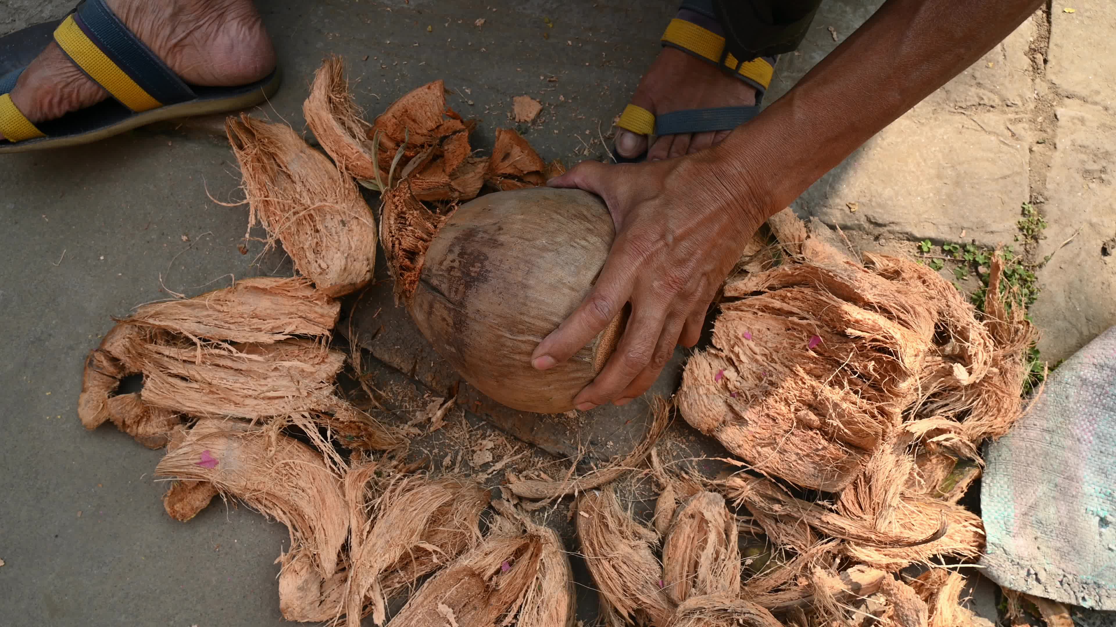 Coconut production - Agriculture in India
